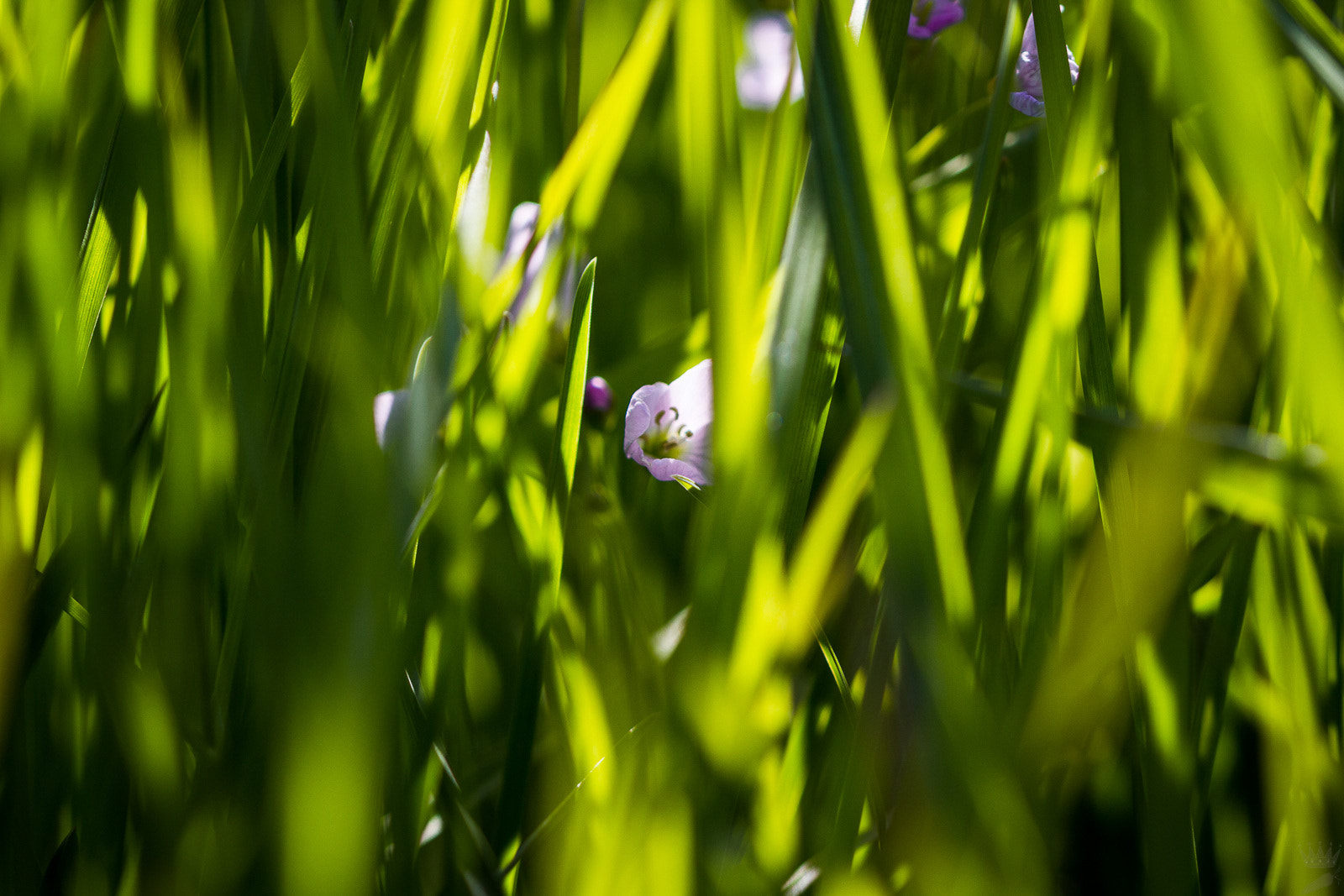 Sigma 105mm F2.8 EX DG OS HSM sample photo. Macro jungle photography