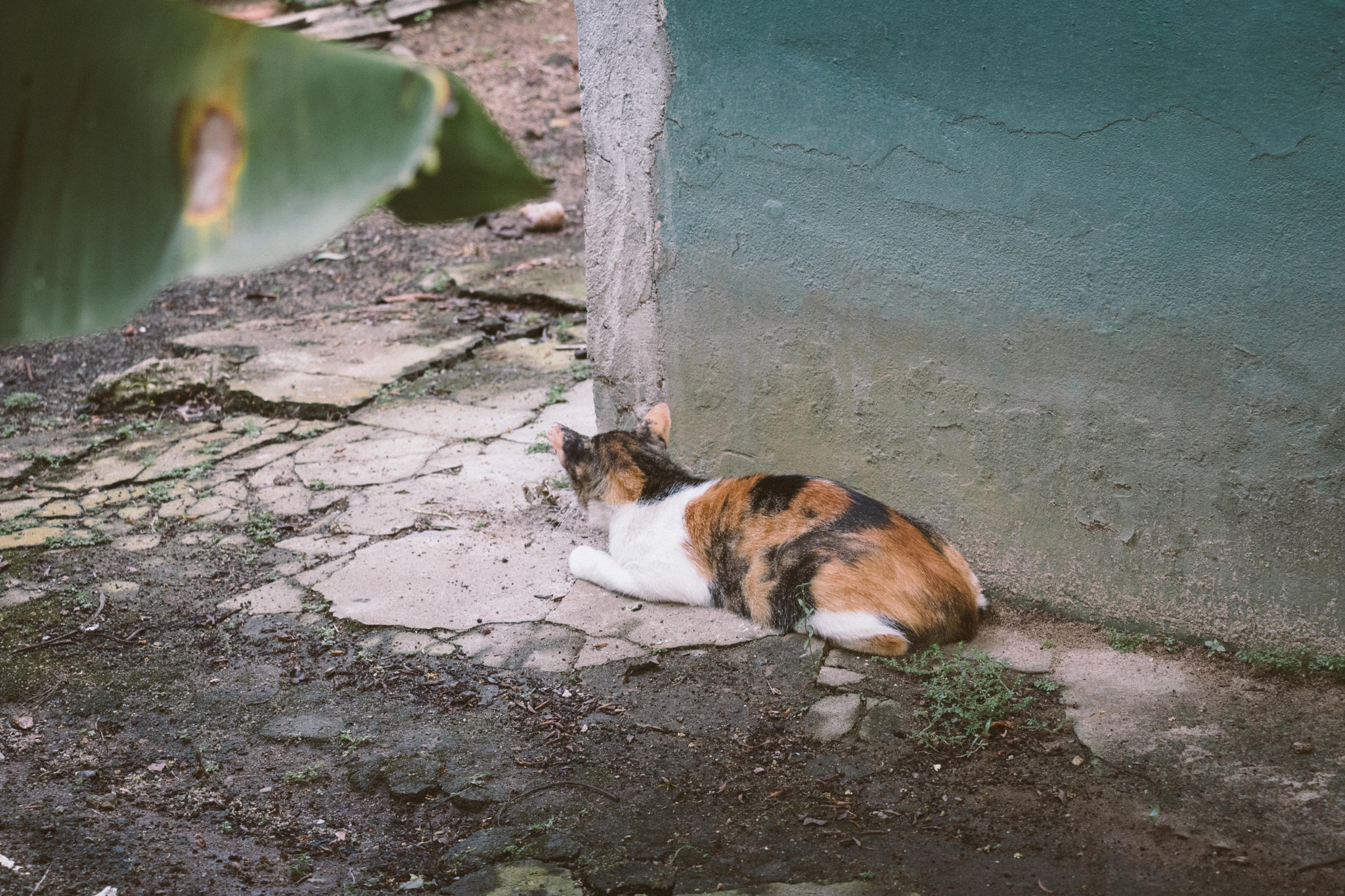 Canon EF-S 18-135mm F3.5-5.6 IS STM sample photo. Hey, kitty kitty photography
