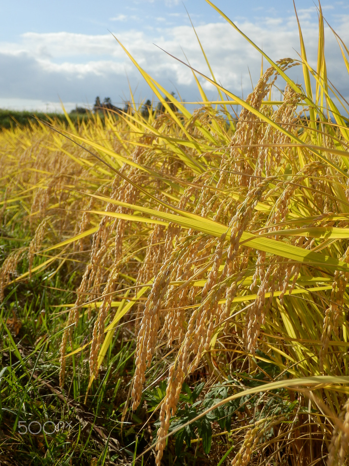 Olympus SH-25MR sample photo. Harvest time photography