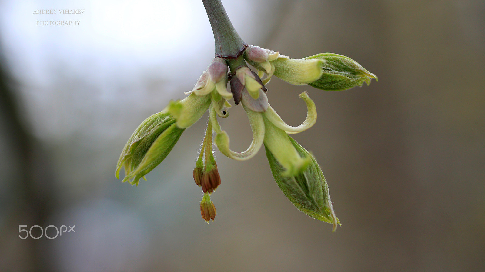 Sigma 50mm F1.4 EX DG HSM sample photo. Spring photography