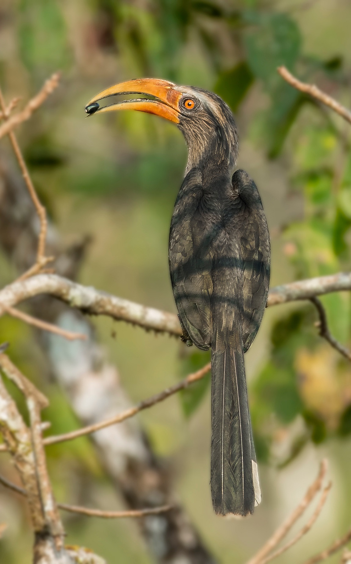 Canon EF 400mm F2.8L IS II USM sample photo. Malabar grey hornbill photography