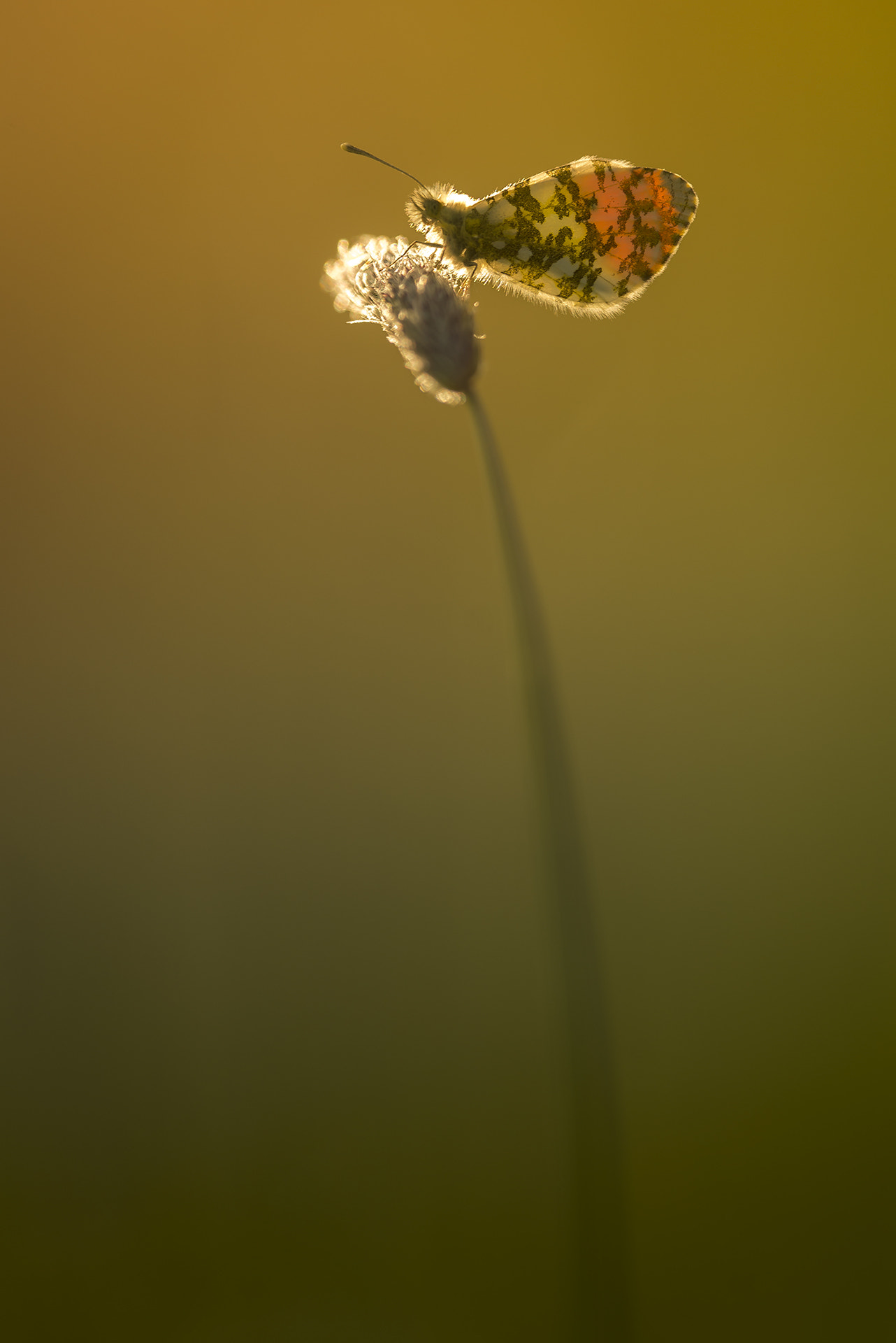 Nikon Nikkor AF-S 300mm F4E PF ED VR sample photo. Orangetip with backlight photography