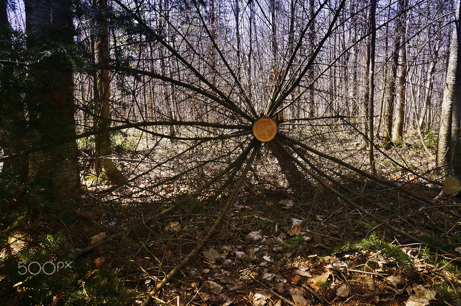 Sony Alpha NEX-5R + Sony E 16mm F2.8 sample photo. Walking dead. photography
