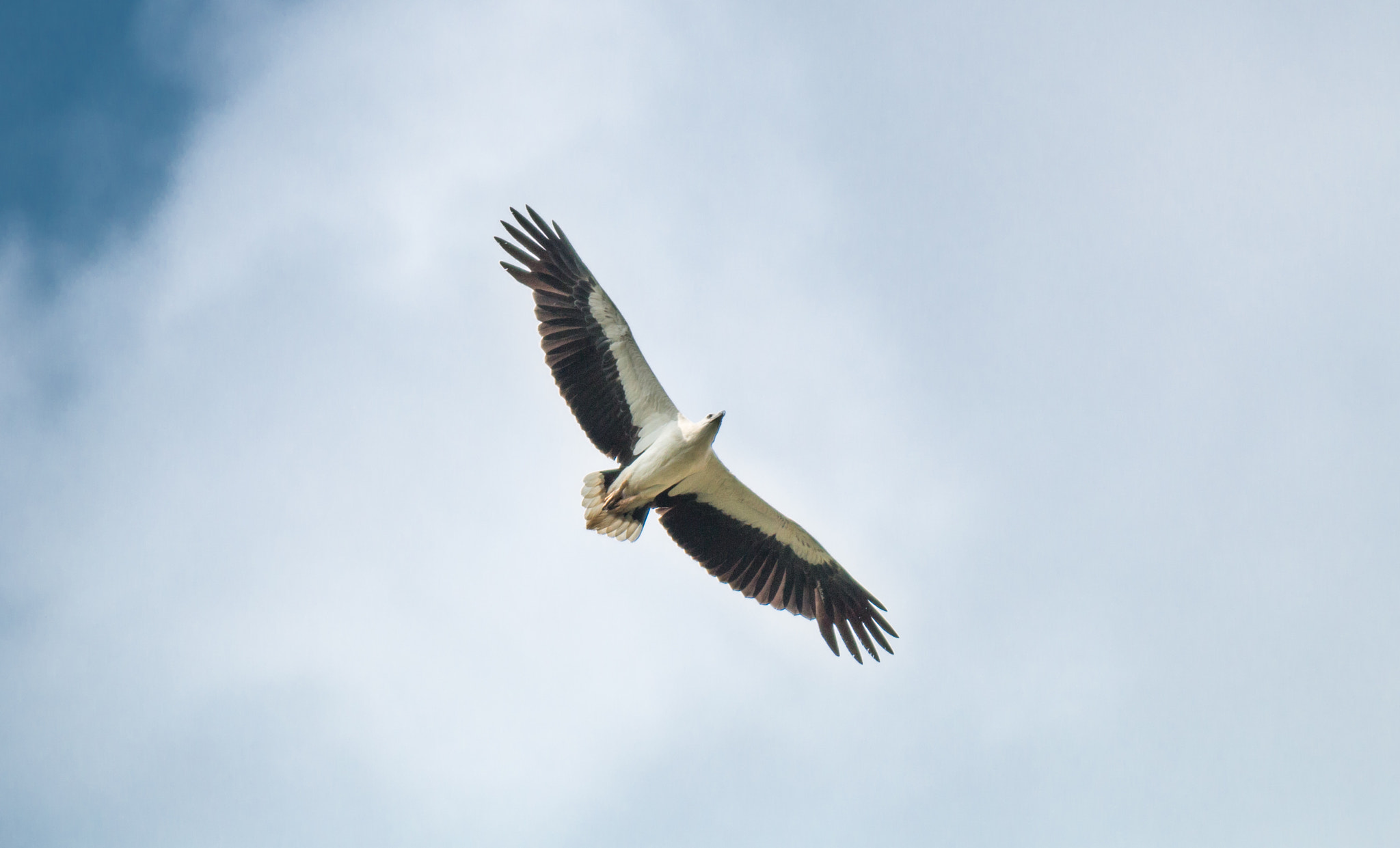 Canon EOS 70D + Canon EF 400mm F5.6L USM sample photo. White-bellied sea eagle circling the sky photography