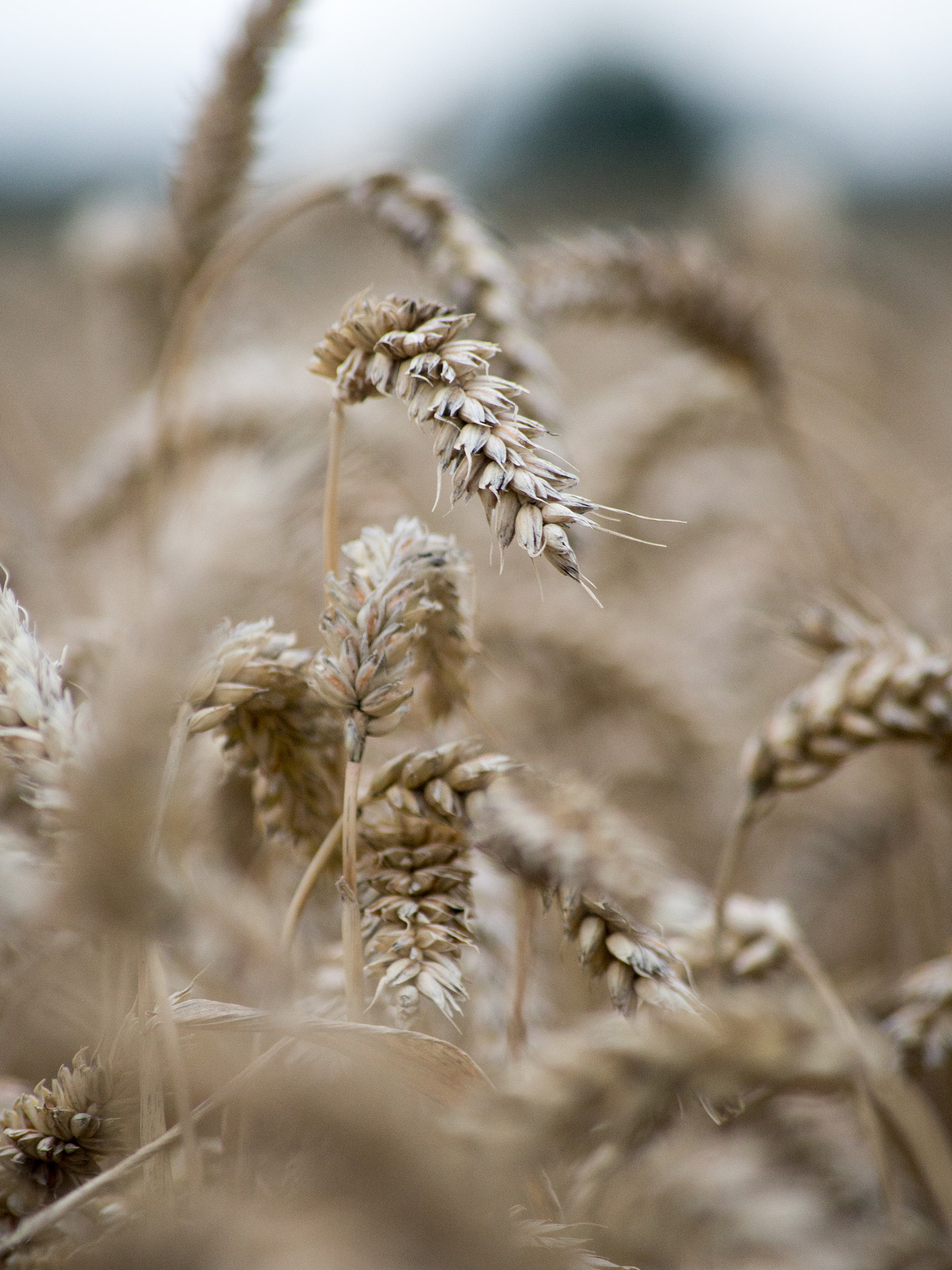 Sony 75-300mm F4.5-5.6 sample photo. Wheat photography