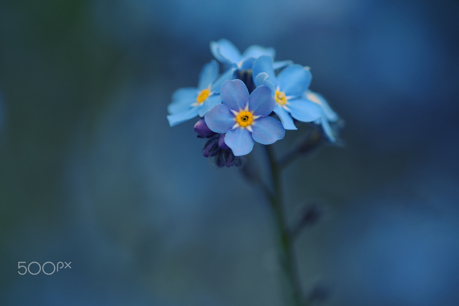 Nikon AF Micro-Nikkor 200mm F4D ED-IF sample photo. Myosotis photography