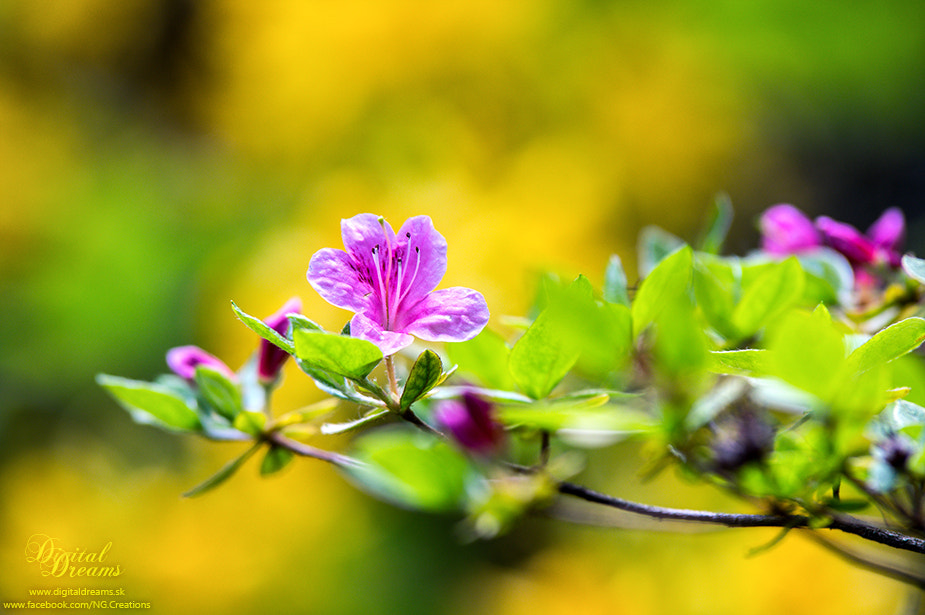Pentax K-3 sample photo. Azalea photography