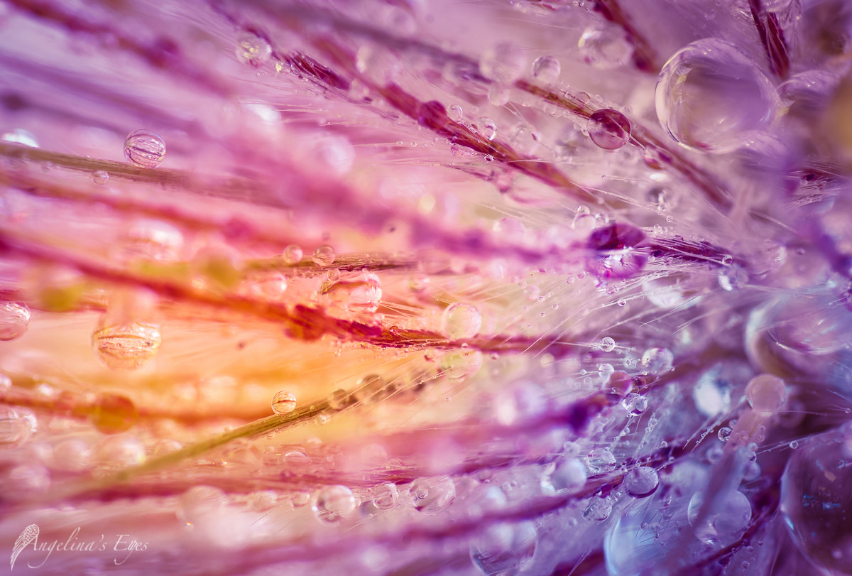 100mm F2.8 G SSM OSS sample photo. Viva la vida photography