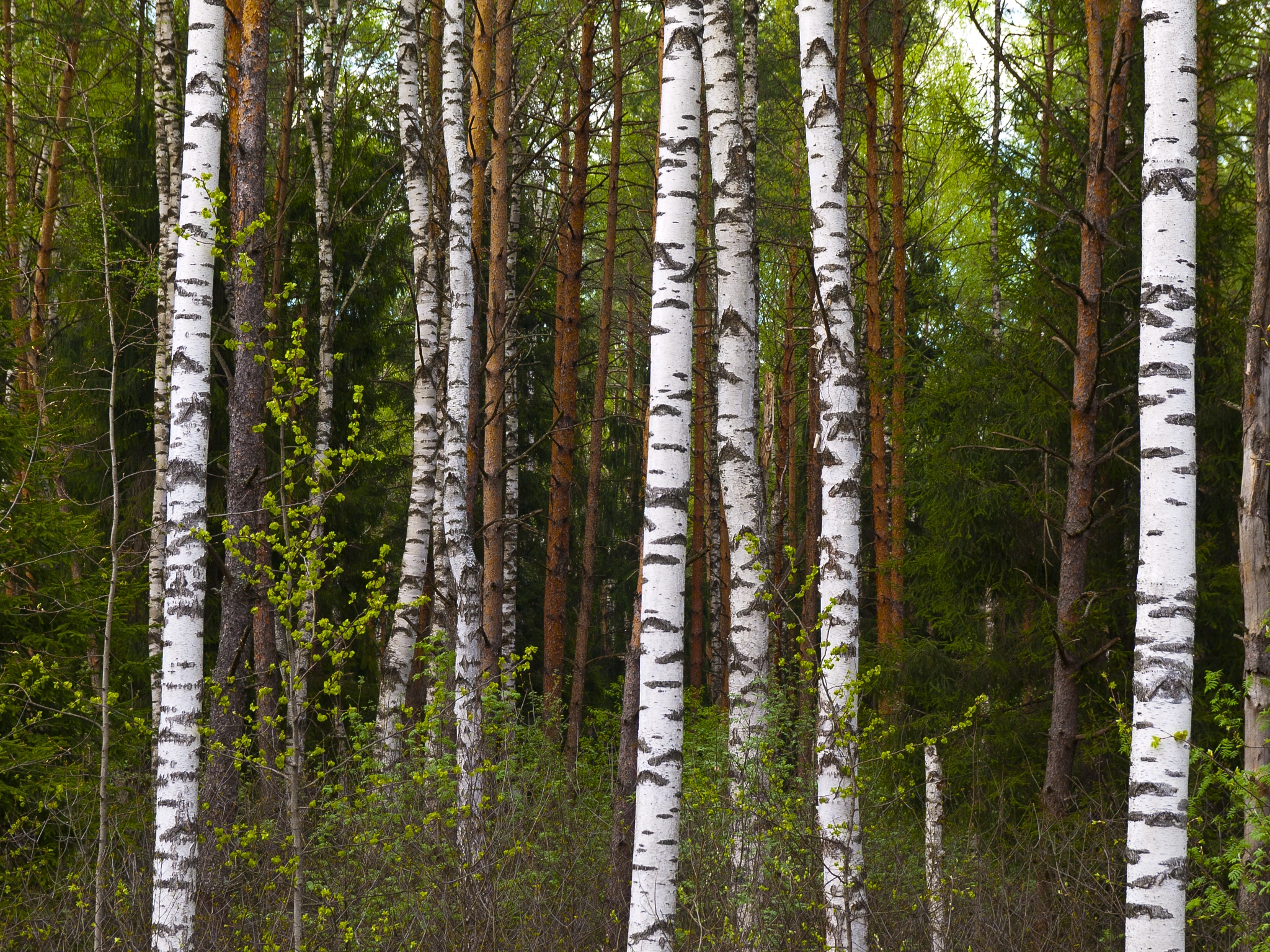 Olympus E-520 (EVOLT E-520) + SIGMA 18-50mm F2.8 DC sample photo. The birches photography