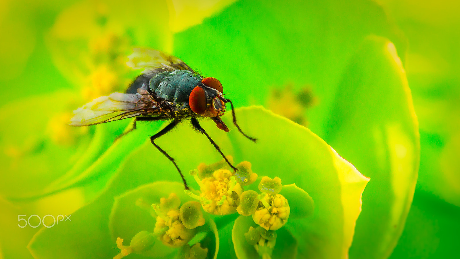 Nikon D5100 + Sigma 17-70mm F2.8-4 DC Macro OS HSM | C sample photo. Fly photography