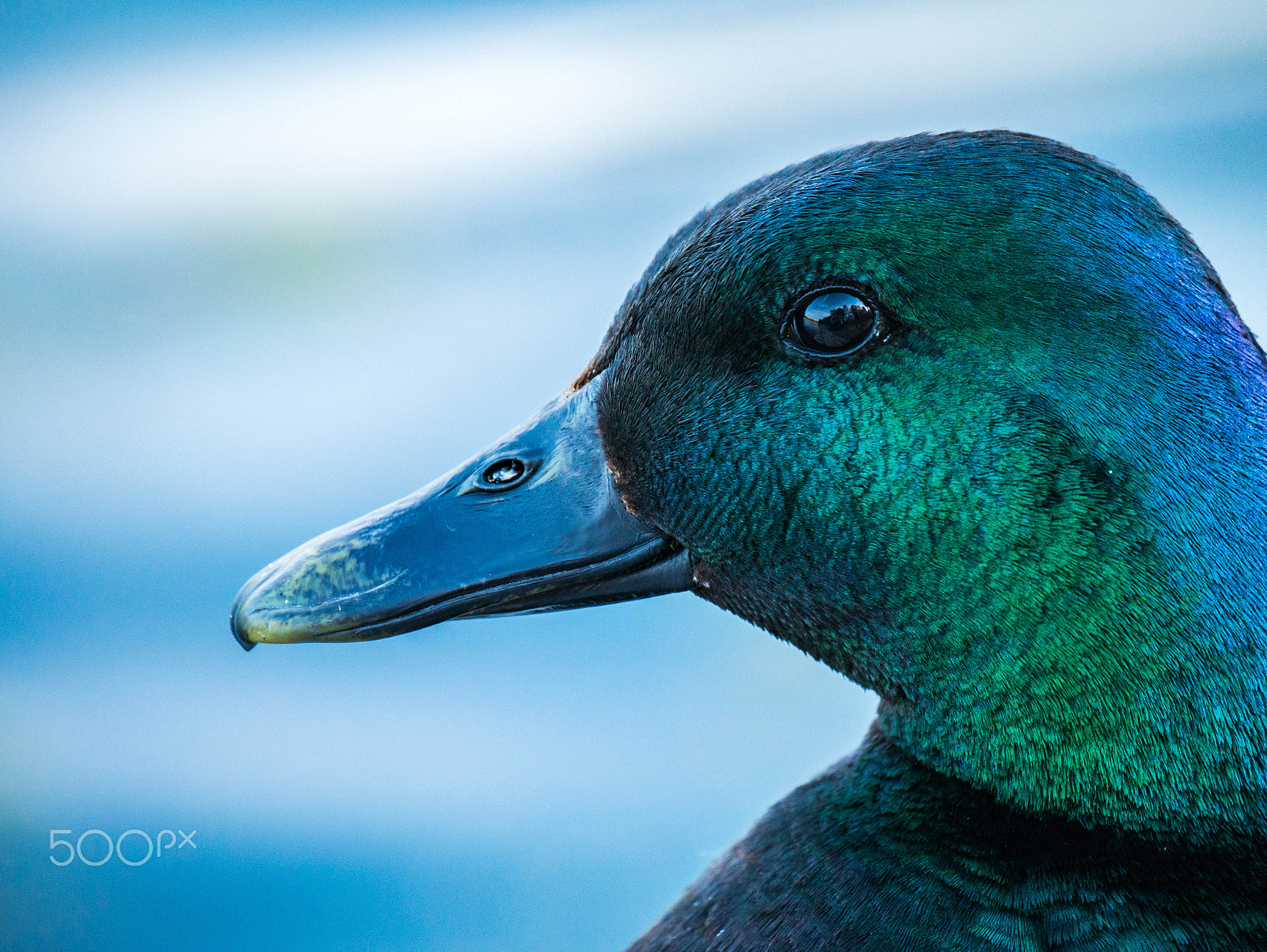 LUMIX G VARIO 45-150/F4.0-5.6 sample photo. Yes my bill is blue! photography