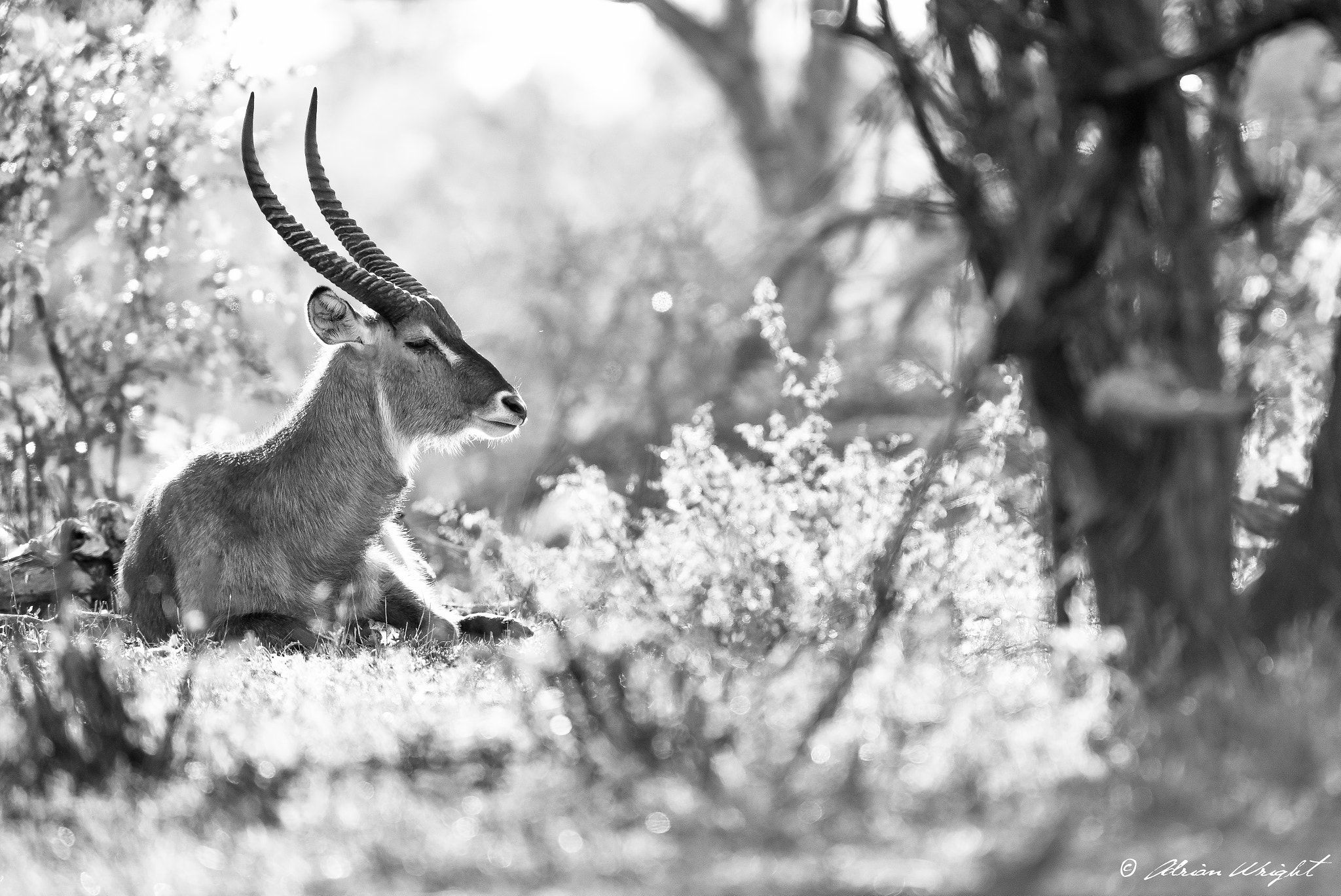 Nikon AF-S Nikkor 300mm F2.8G ED VR II sample photo. Waterbuck zen photography