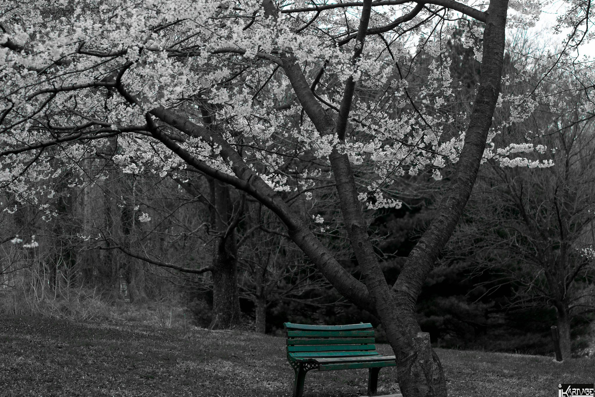 Canon EF 70-210mm f/3.5-4.5 USM sample photo. Green bench photography