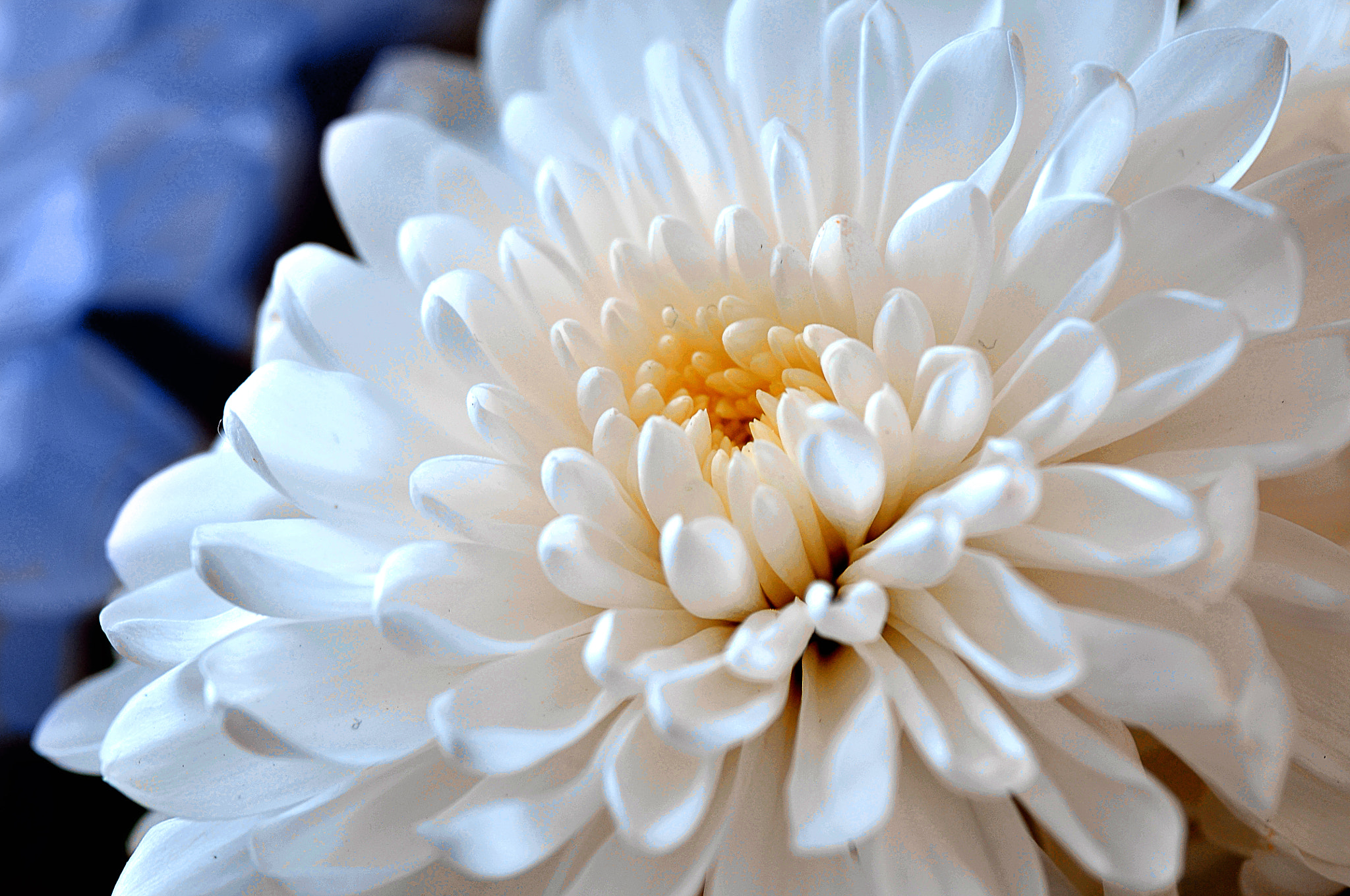 Nikon D300 + AF Micro-Nikkor 105mm f/2.8 sample photo. Хризантема photography