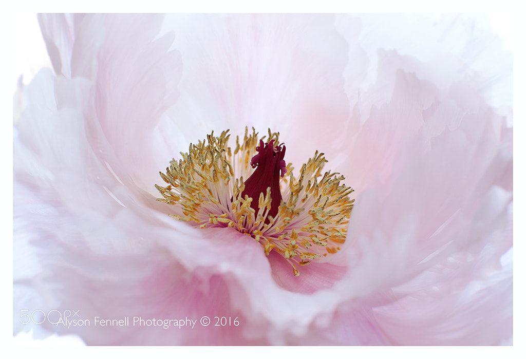 Canon EF 50mm F1.2L USM sample photo. Pink tree peony ii photography