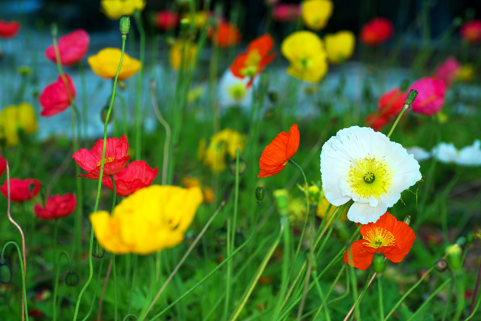 Nikon D800E sample photo. Flower photography