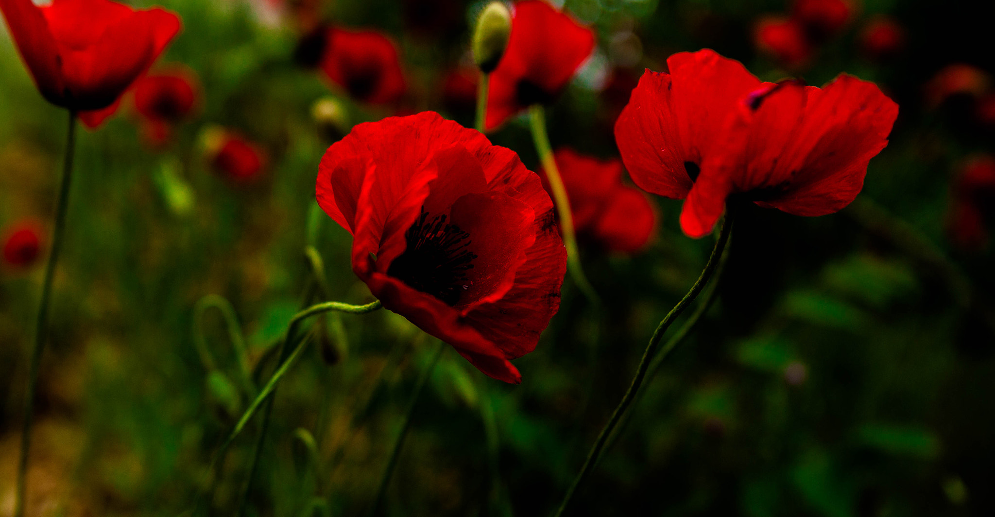 Canon EOS 500D (EOS Rebel T1i / EOS Kiss X3) + Sigma 24-70mm F2.8 EX DG Macro sample photo. Poppy flowers  photography