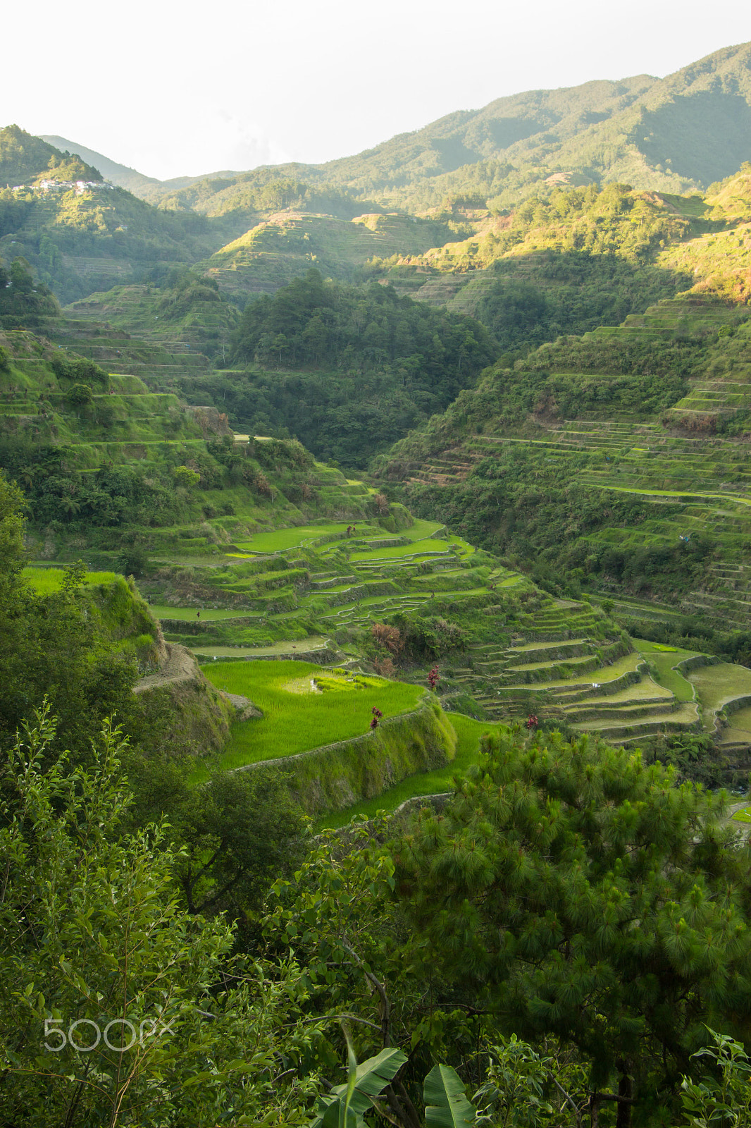 Canon EF-S 18-135mm F3.5-5.6 IS STM sample photo. Banaue rice terraces photography