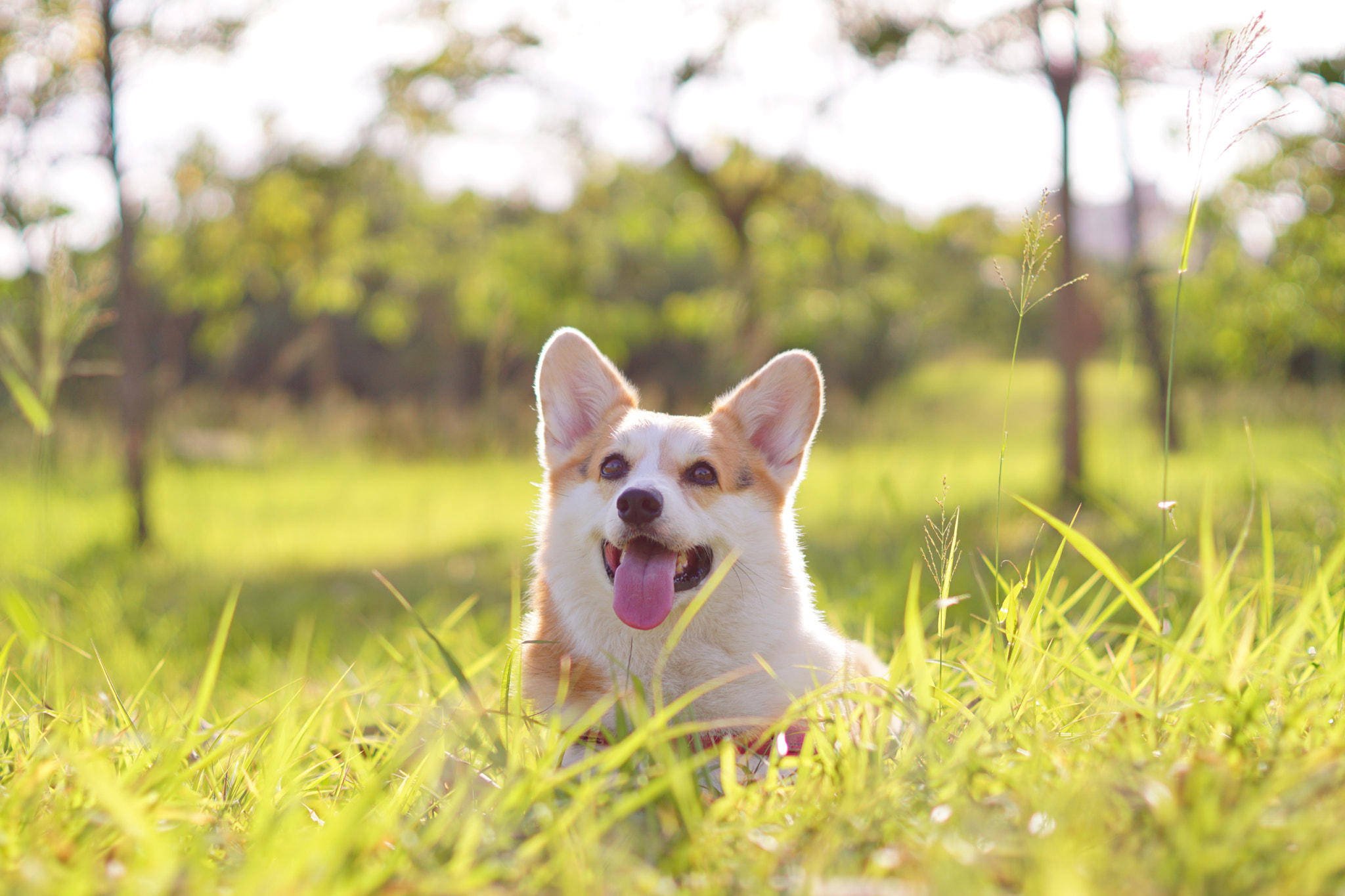 Sony ILCA-77M2 + Sony 50mm F1.4 sample photo