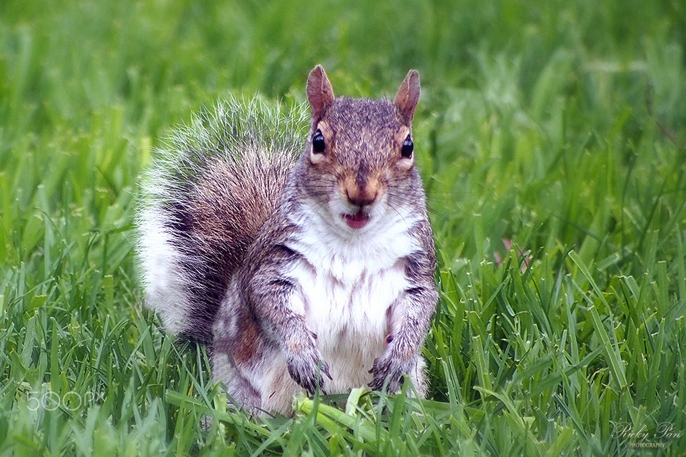 Olympus OM-D E-M5 + Panasonic Lumix G Vario 45-200mm F4-5.6 OIS sample photo. Portrait of squirrel photography