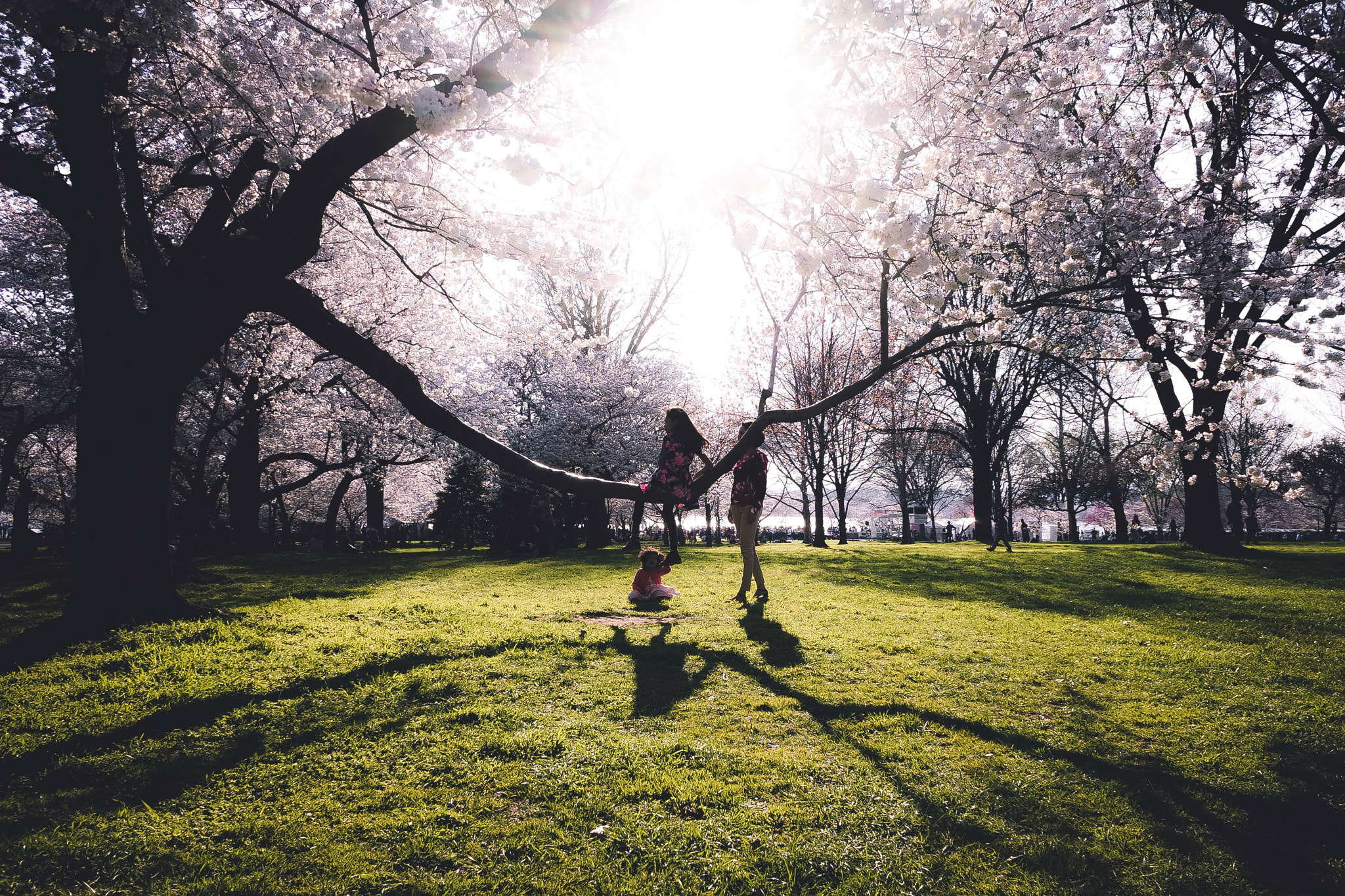 Sony a7 + Sony E 16mm F2.8 sample photo. The joy of sakura season photography