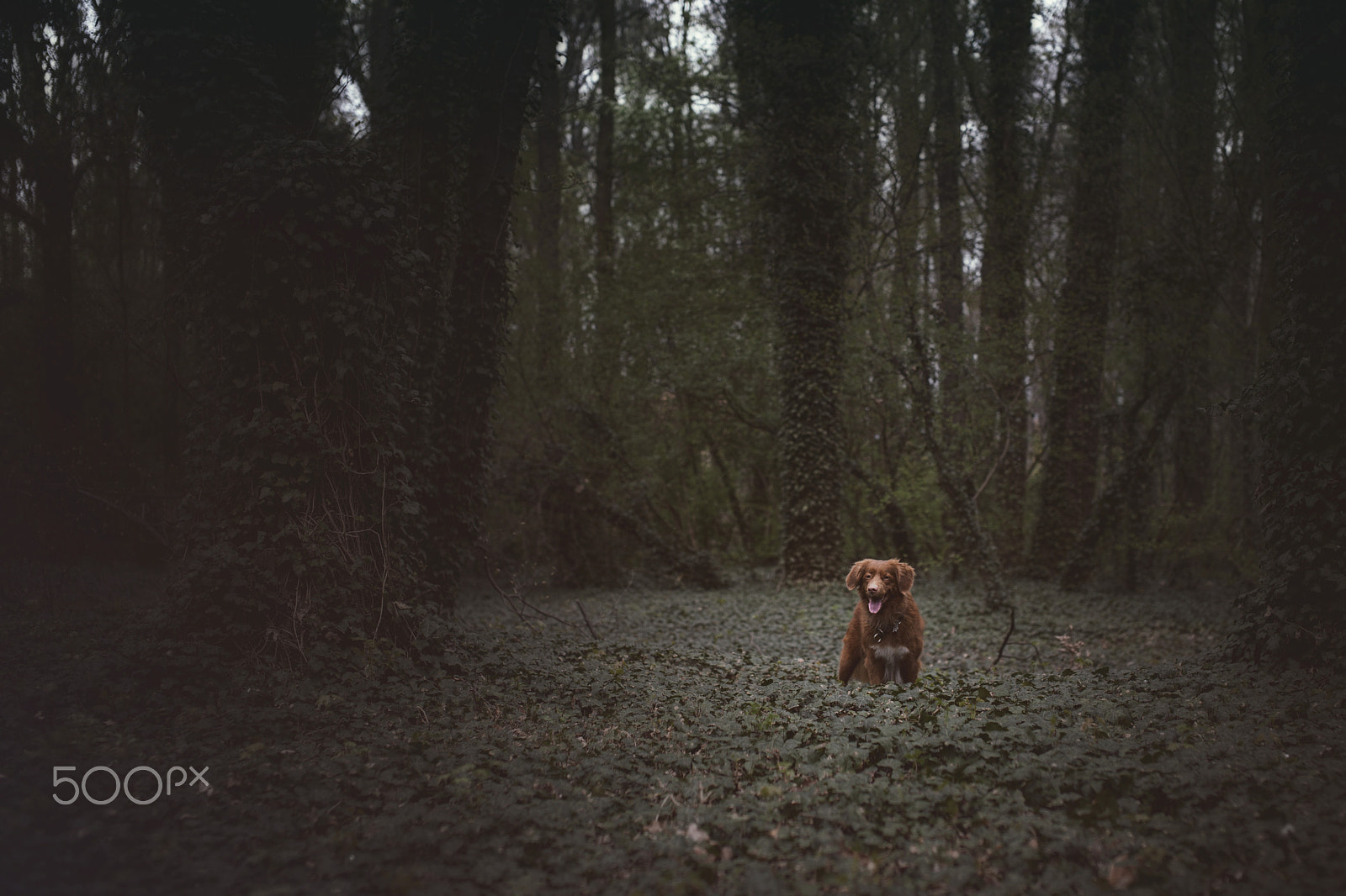 Nikon D3 + Sigma 50mm F1.4 EX DG HSM sample photo. Dark side of the forest photography