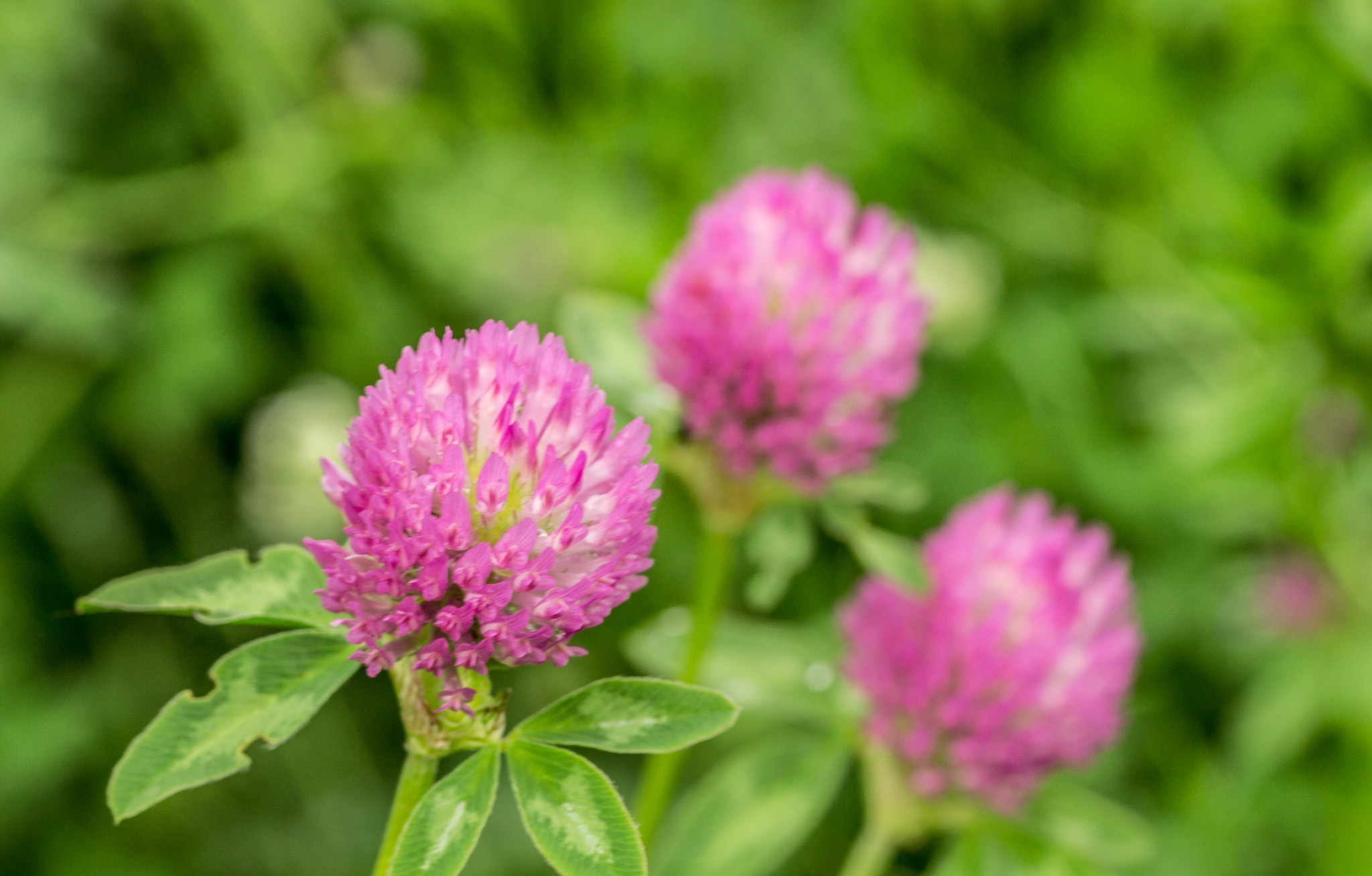 Canon EOS 700D (EOS Rebel T5i / EOS Kiss X7i) + Tamron SP AF 90mm F2.8 Di Macro sample photo. Blossoming clover photography