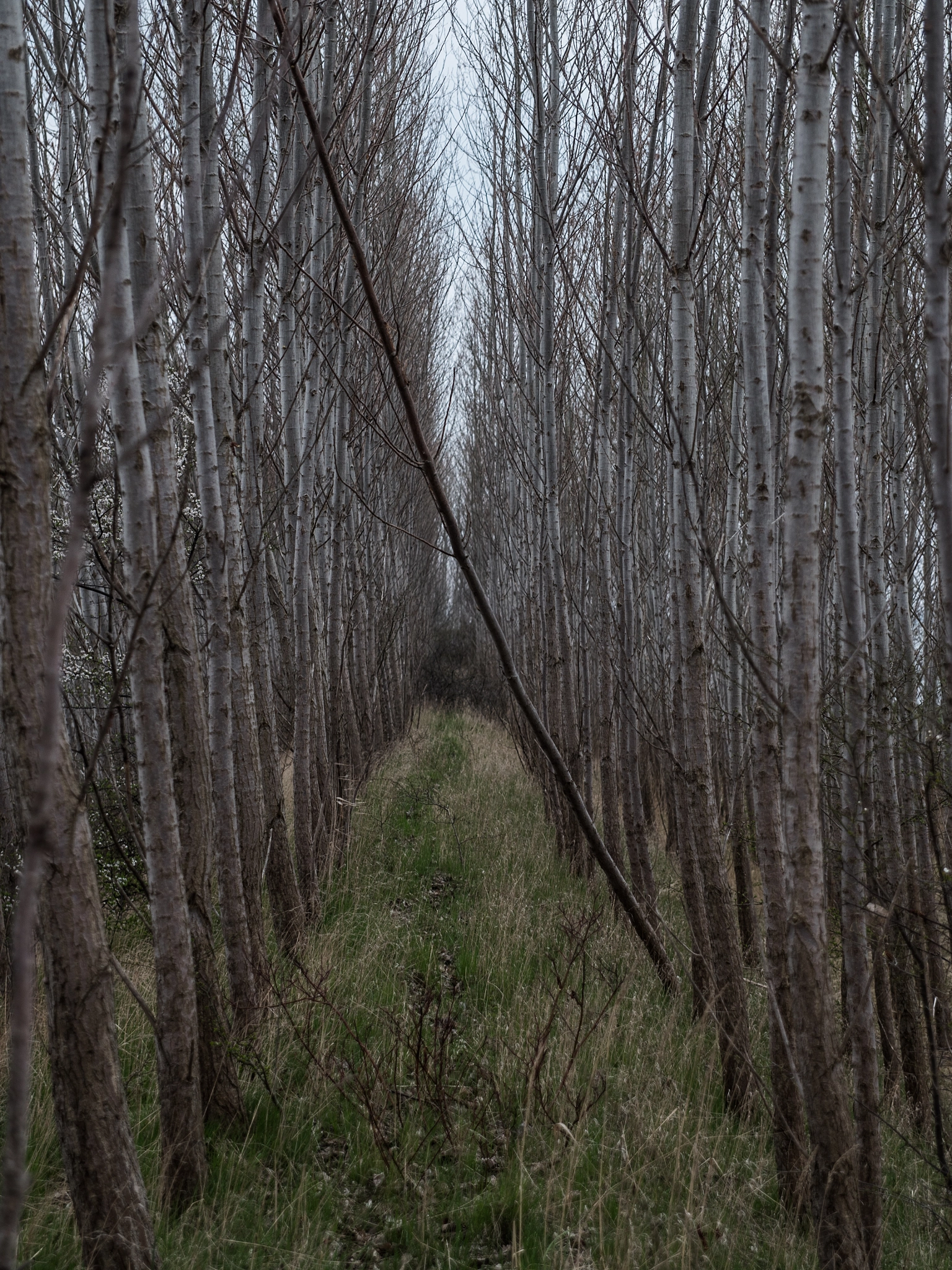 Panasonic Lumix DMC-GH4 sample photo. Trees photography