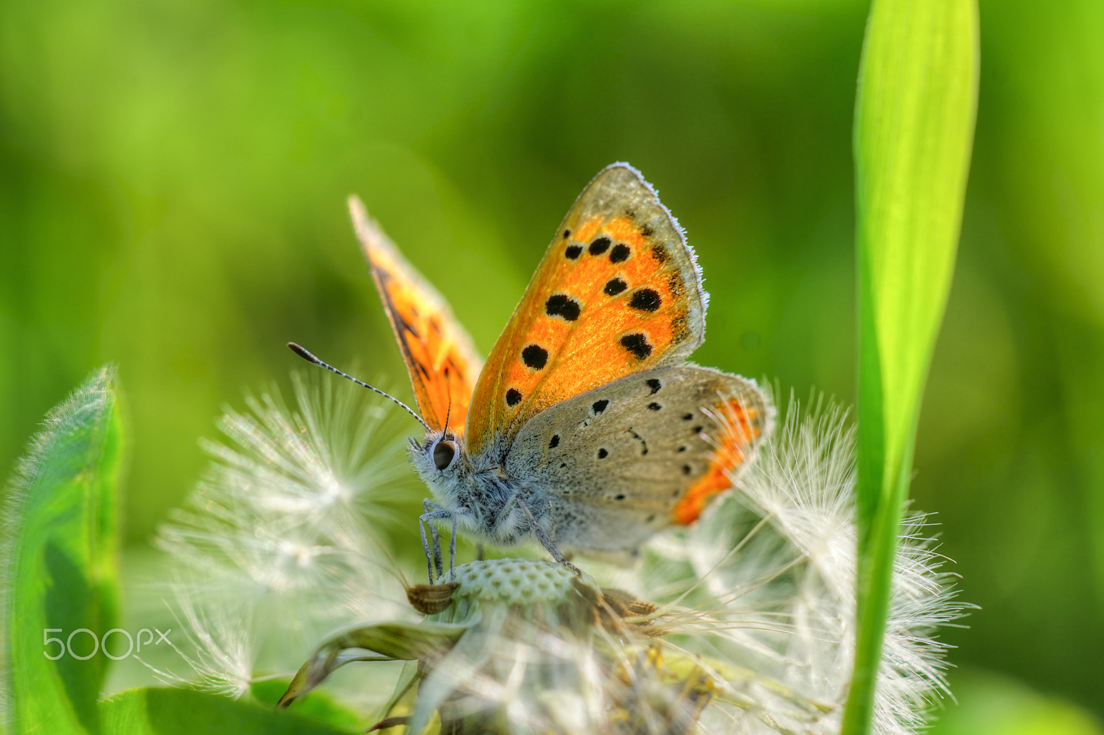 Sony ILCA-77M2 + Minolta AF 100mm F2.8 Macro [New] sample photo. The small copper photography