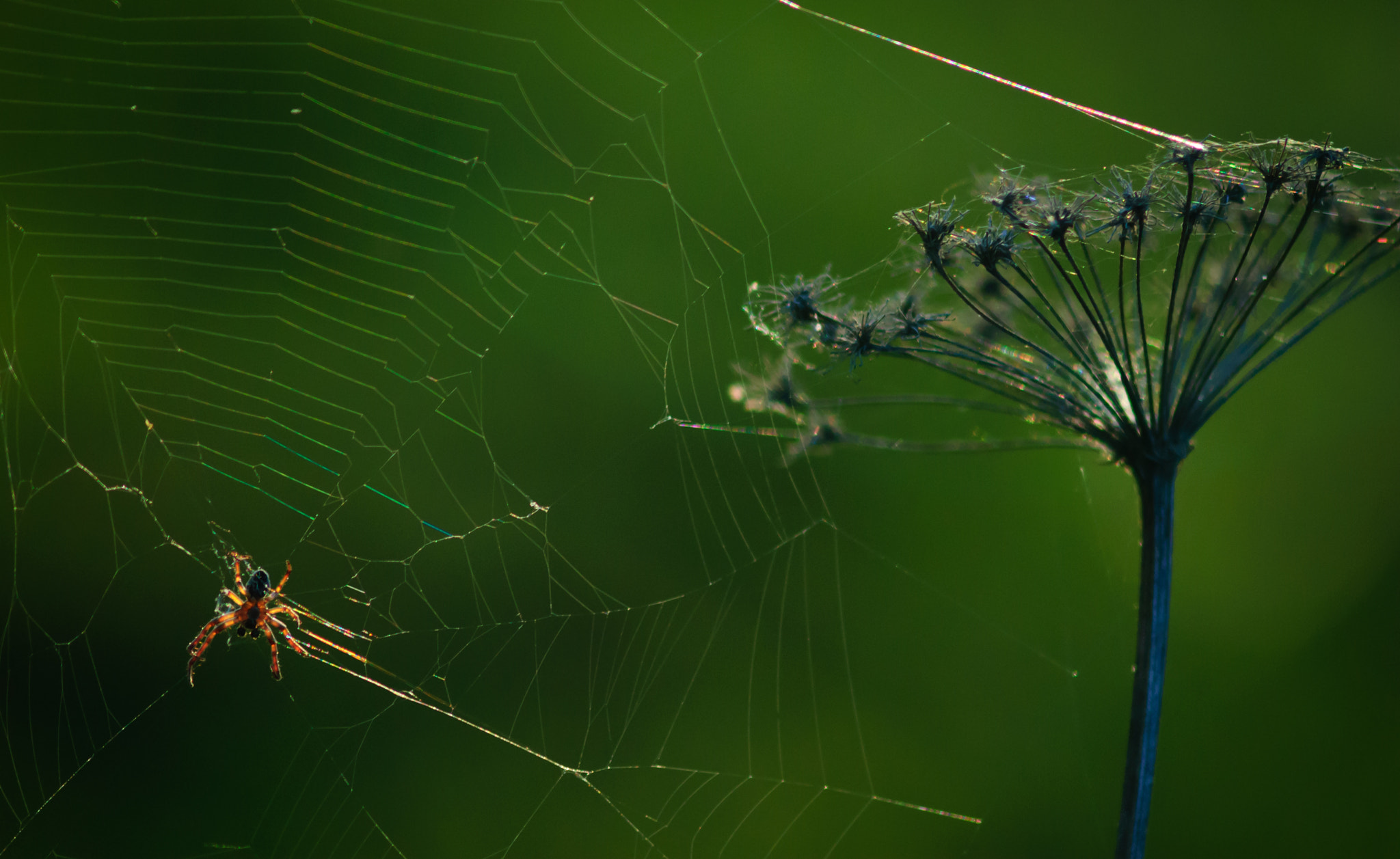 AF Zoom-Nikkor 75-300mm f/4.5-5.6 sample photo. В оттенках зелёного photography