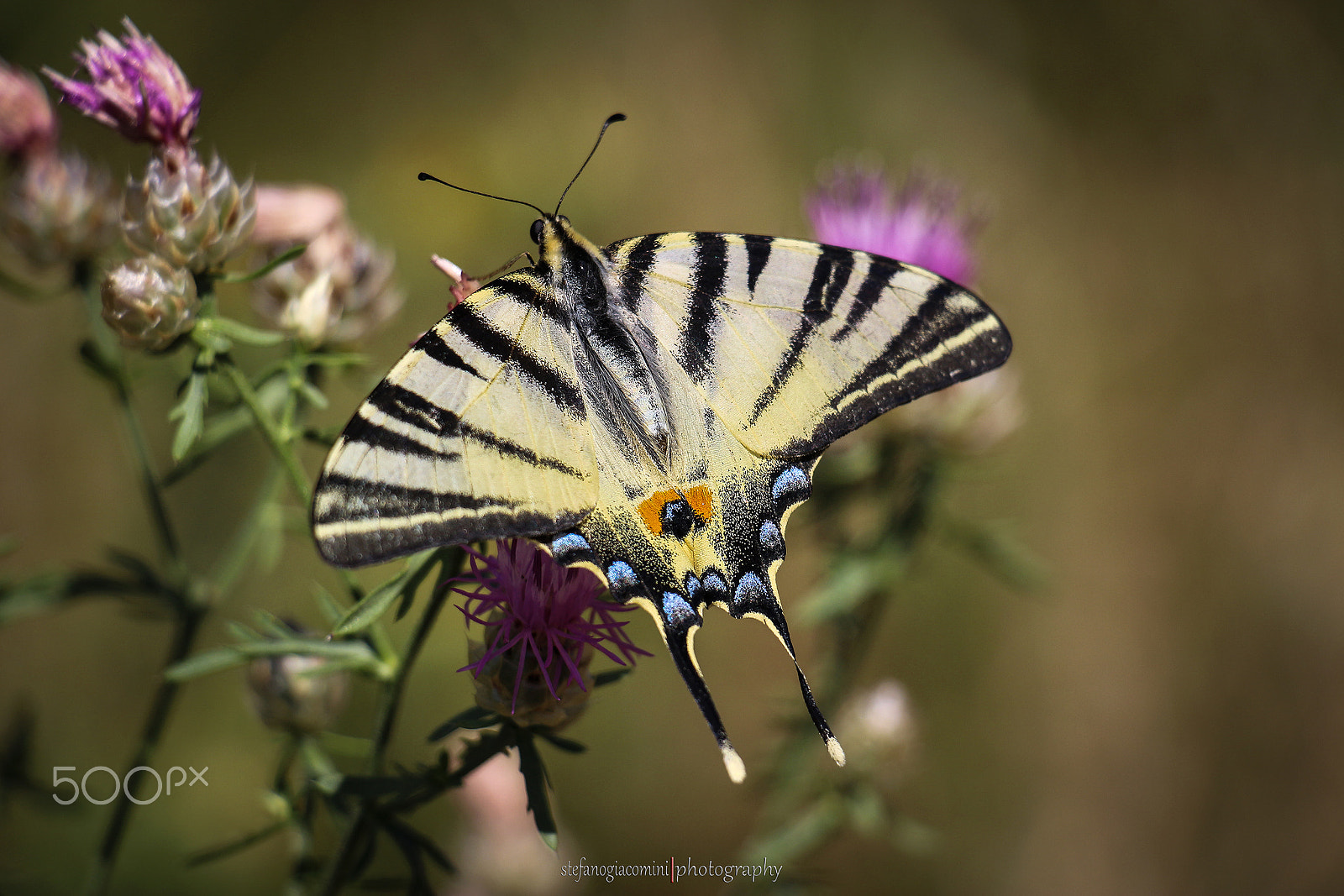 Canon EF-S 18-135mm F3.5-5.6 IS STM sample photo. Podalirio photography