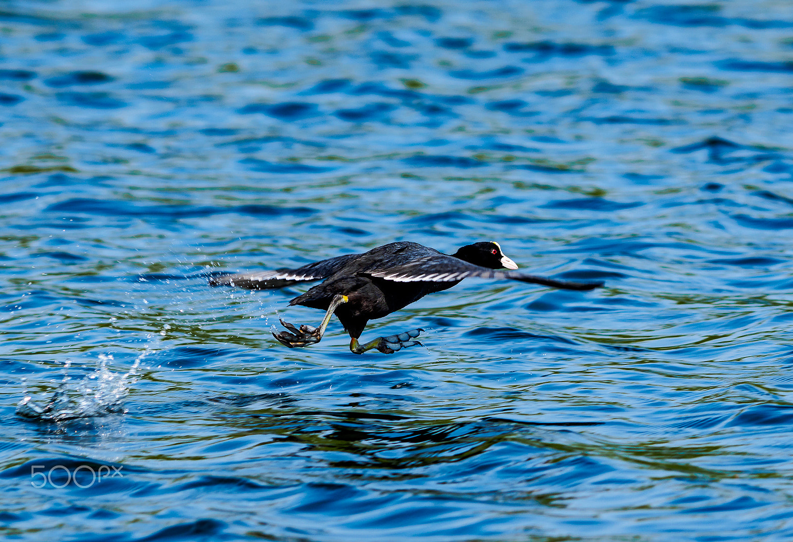 Olympus OM-D E-M1 + OLYMPUS 300mm Lens sample photo. Running into the air photography