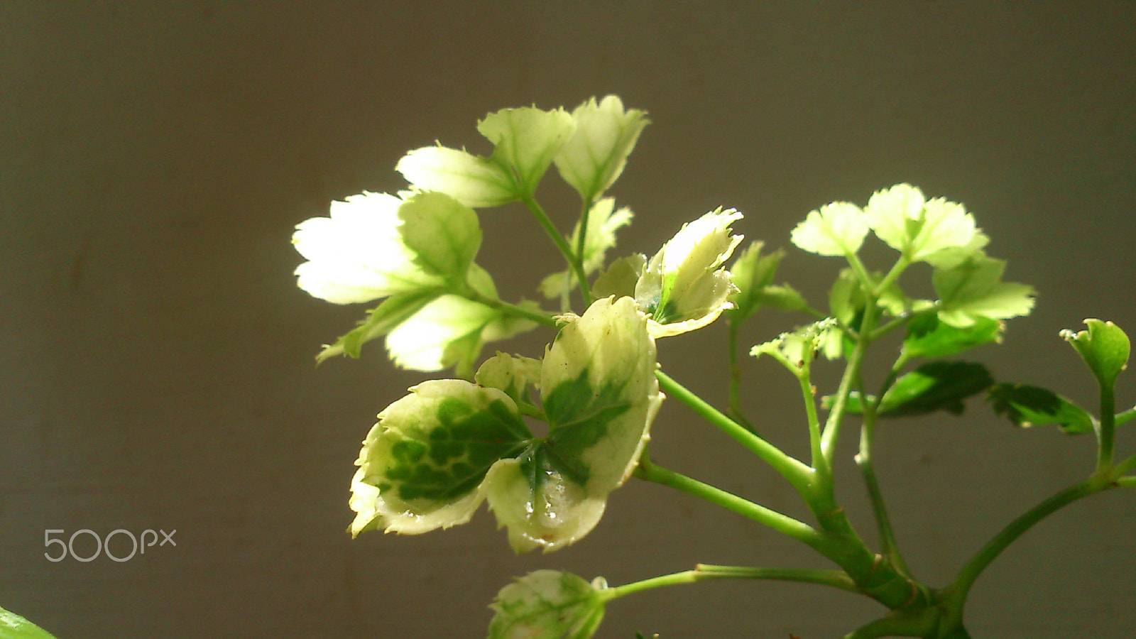 Sony Ericsson Live with Walkman sample photo. New life! photography