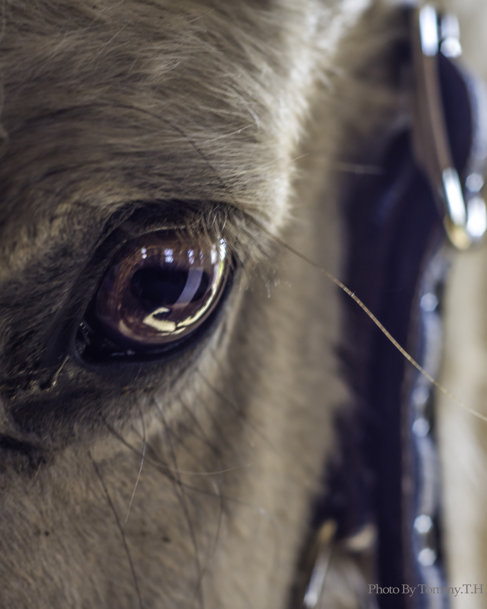 Nikon D7200 + AF Nikkor 50mm f/1.8 sample photo. Horse photography