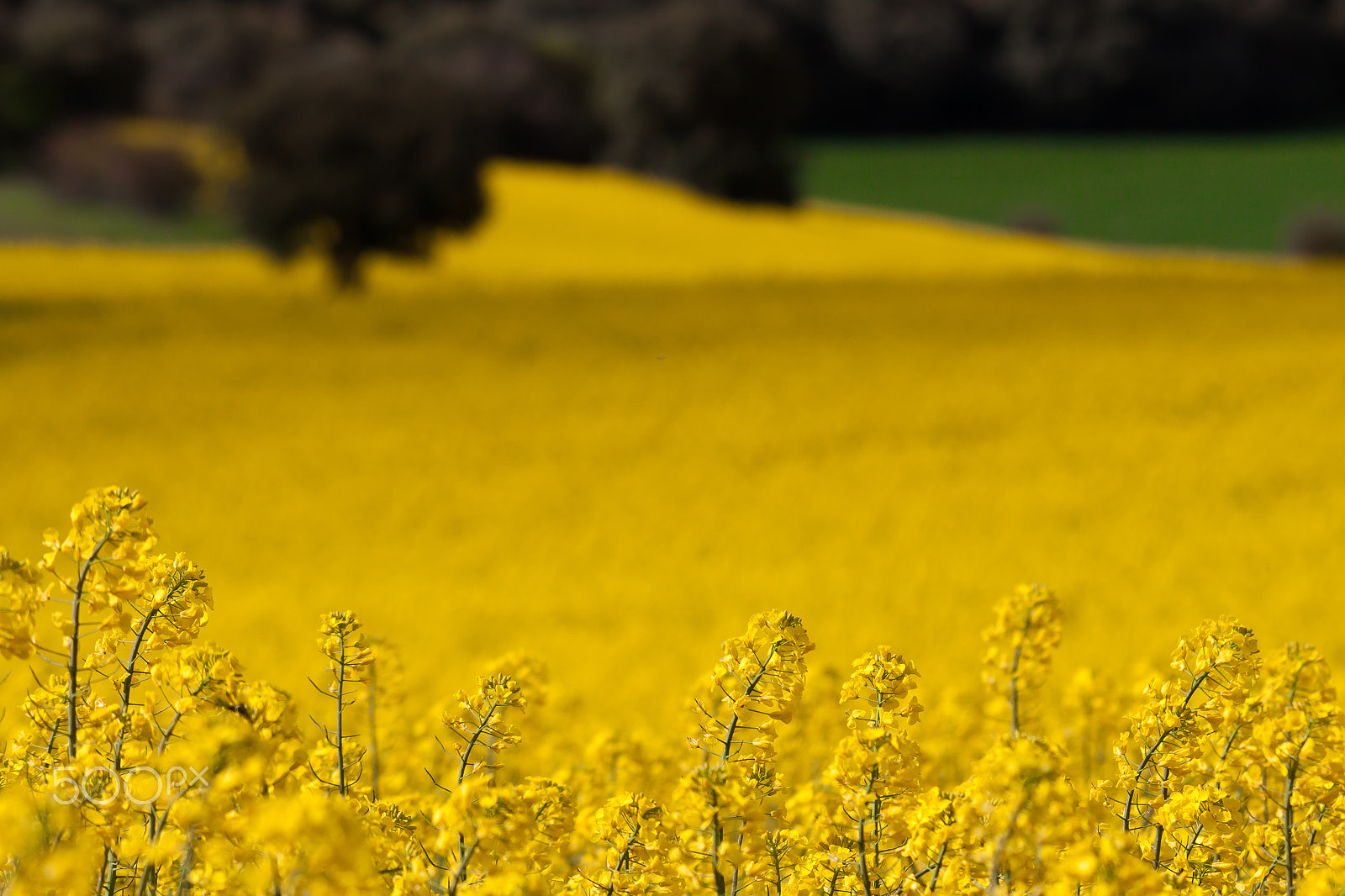 Sigma 50-500mm f/4-6.3 APO HSM EX sample photo. Amarillo photography