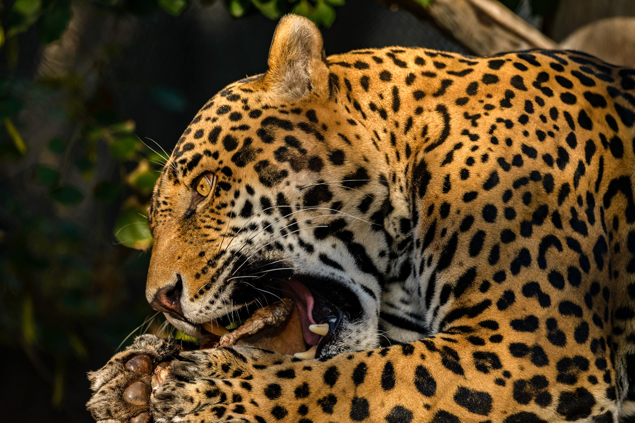Nikon D600 sample photo. Snack time photography