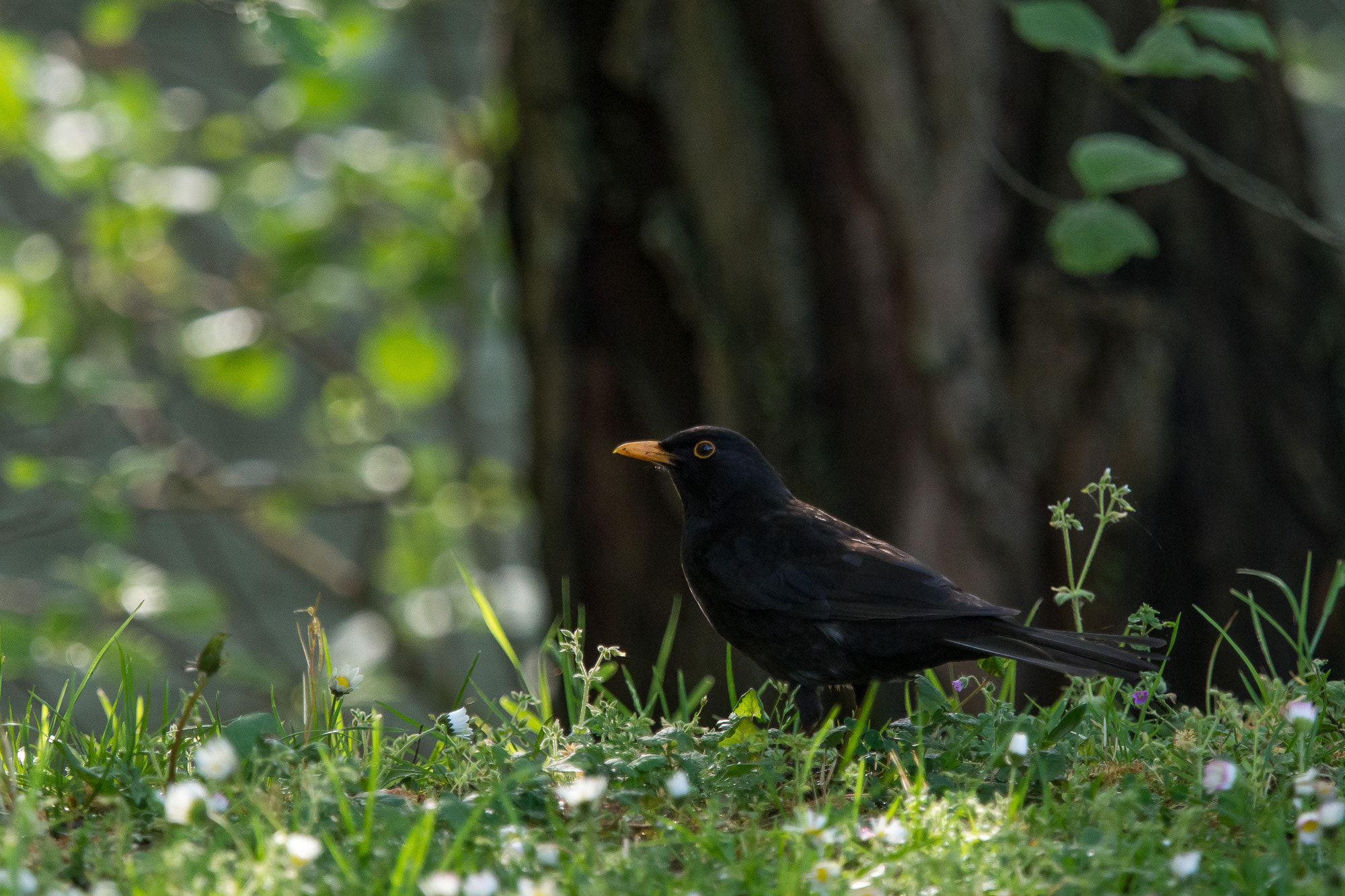 Olympus OM-D E-M10 + Olympus M.Zuiko Digital ED 40-150mm F2.8 Pro sample photo. Turdus merula photography