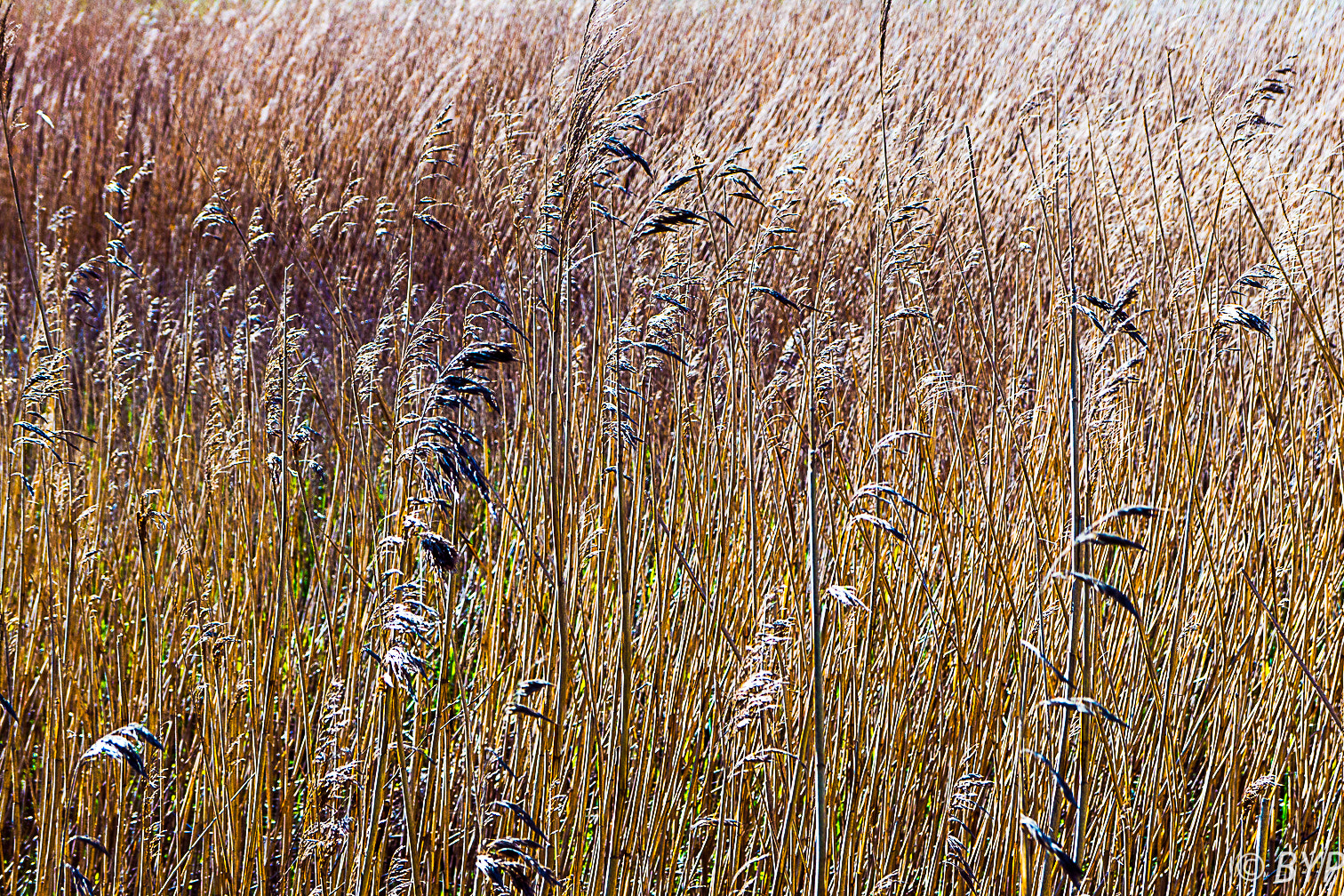 Panasonic Lumix DMC-G6 sample photo. Reeds 2015-04-29.jpg photography
