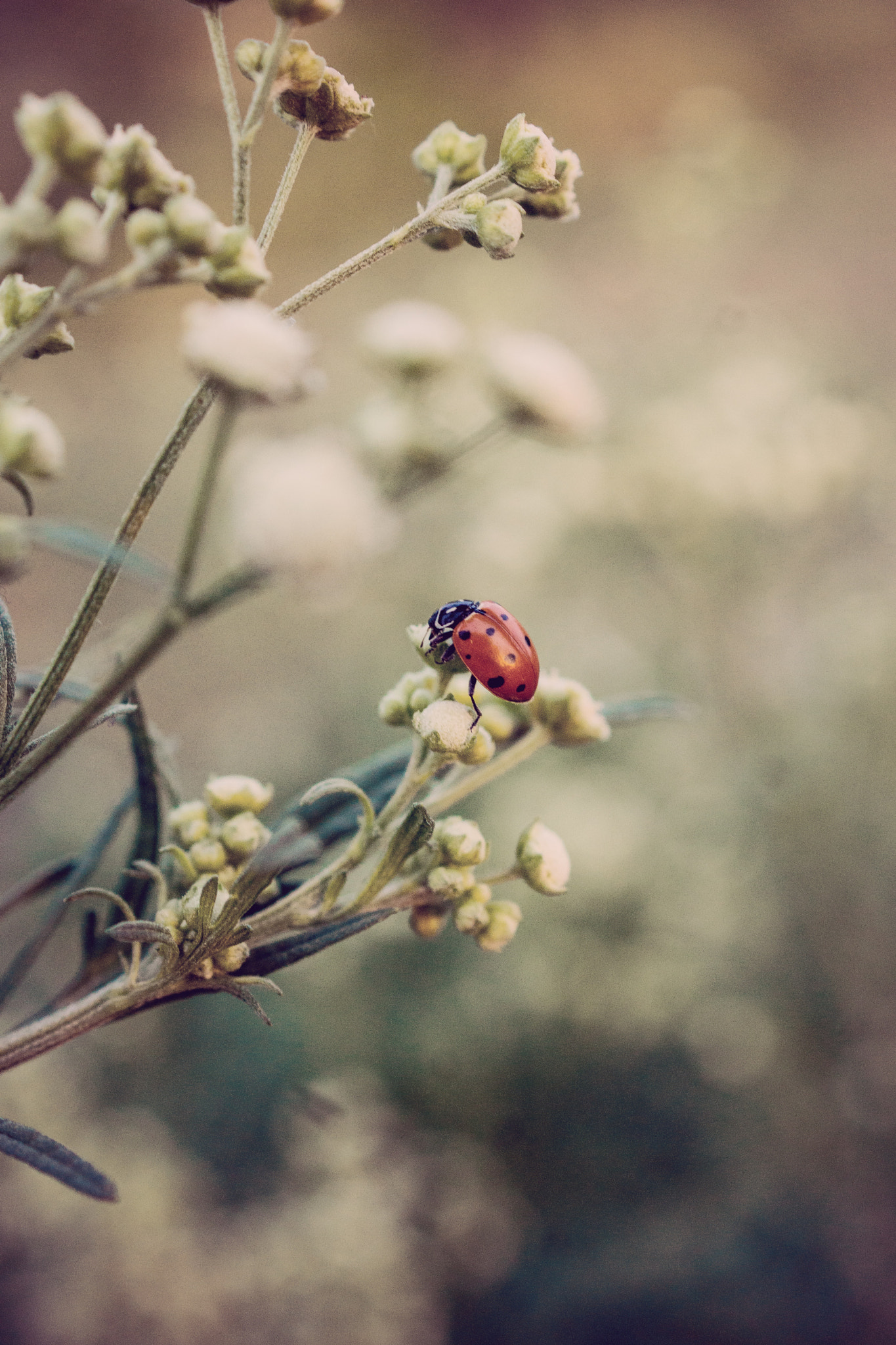 Sony SLT-A77 + Sony DT 30mm F2.8 Macro SAM sample photo. Ladybug photography