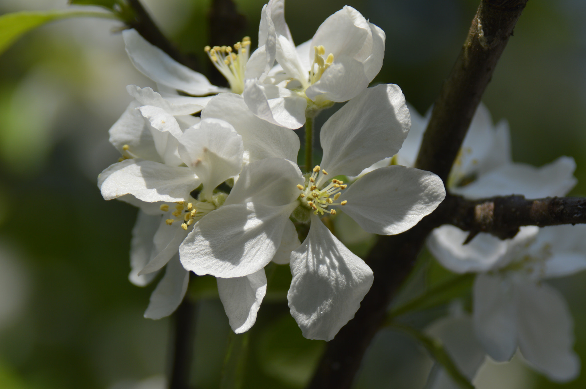 Nikon D3200 + Tamron AF 28-300mm F3.5-6.3 XR Di VC LD Aspherical (IF) Macro sample photo. Apple blossom in full bloom photography