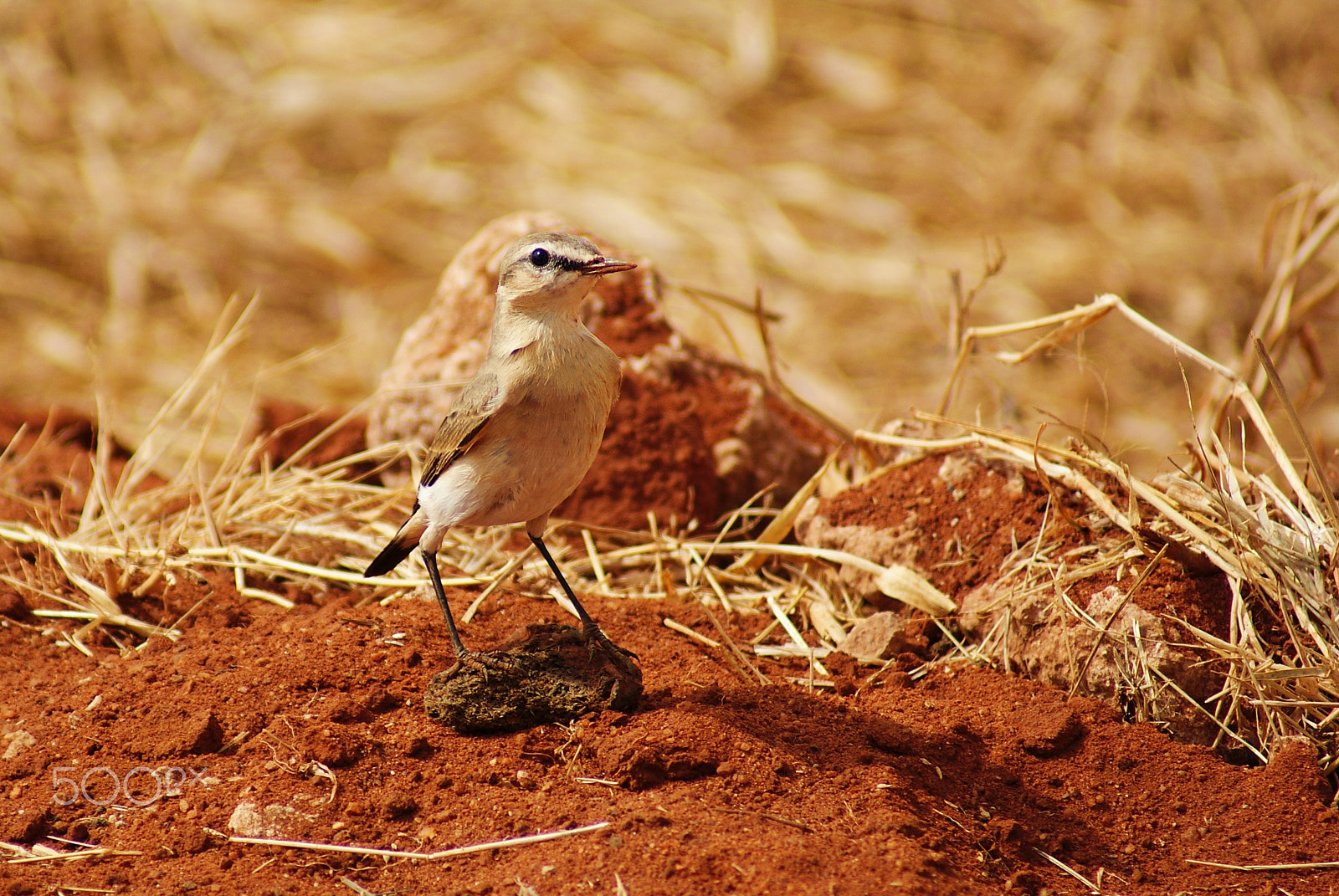 Sony 75-300mm F4.5-5.6 sample photo. Try not to touch the ground! photography