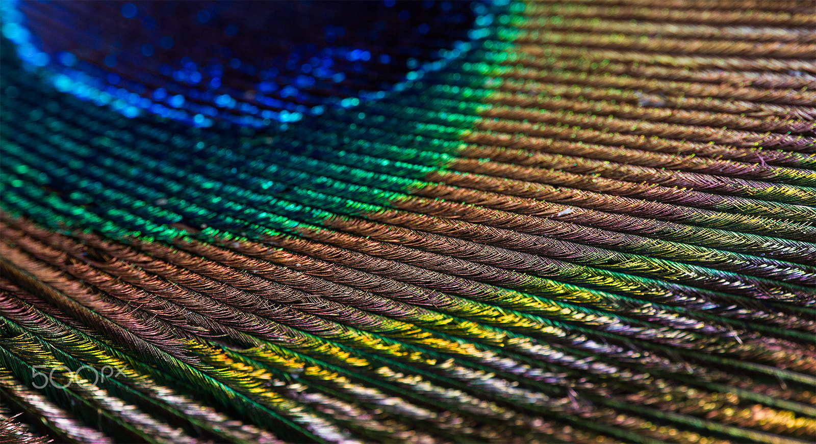Canon EOS 7D + Sigma APO Macro 180mm F2.8 EX DG OS HSM sample photo. Peacock feather photography