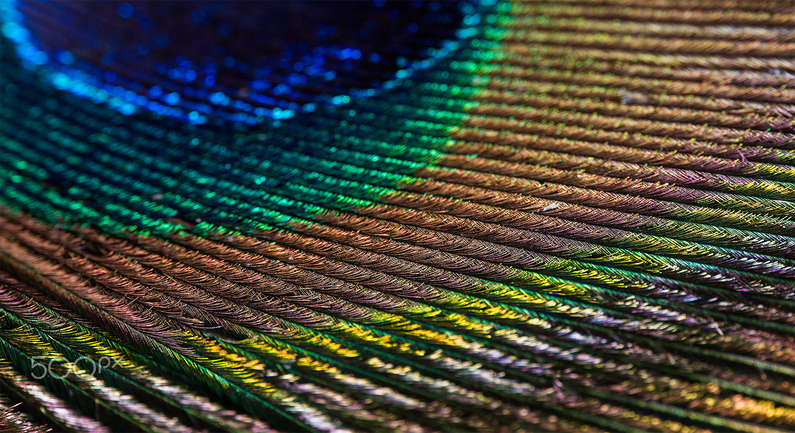 Sigma APO Macro 180mm F2.8 EX DG OS HSM sample photo. Peacock feather photography