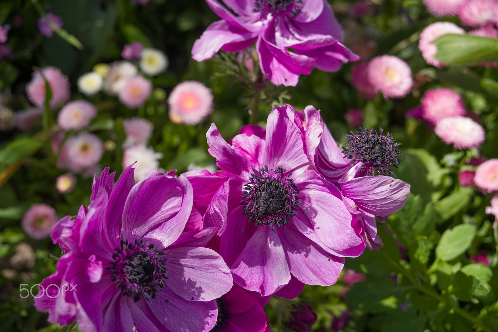 smc PENTAX-F 35-70mm F3.5-4.5 sample photo. Claude monet garden giverny france photography