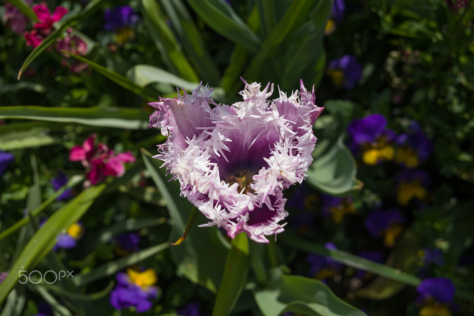 smc PENTAX-F 35-70mm F3.5-4.5 sample photo. Claude monet garden giverny france photography