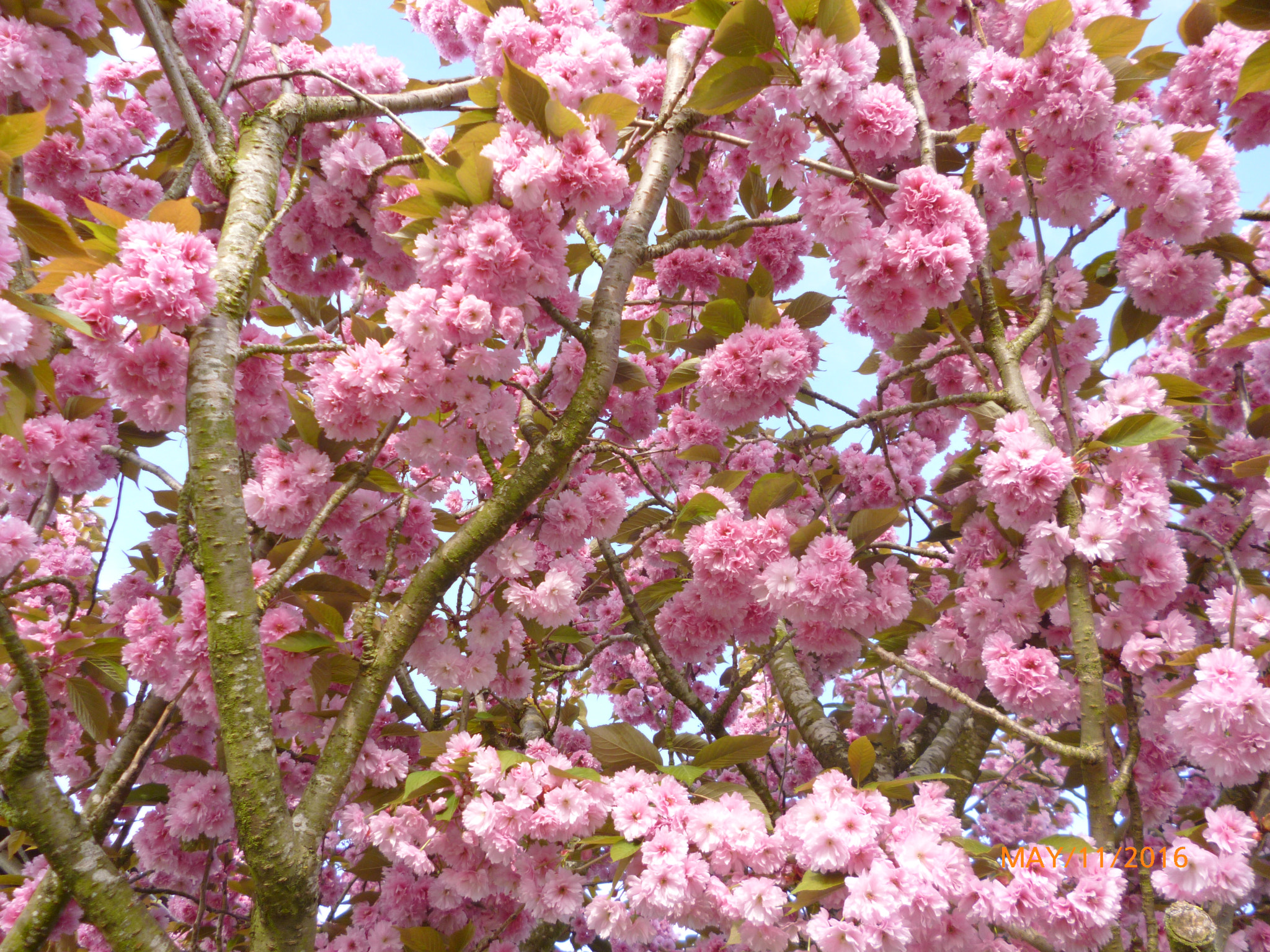 Panasonic DMC-FS18 sample photo. Spring flowers photography