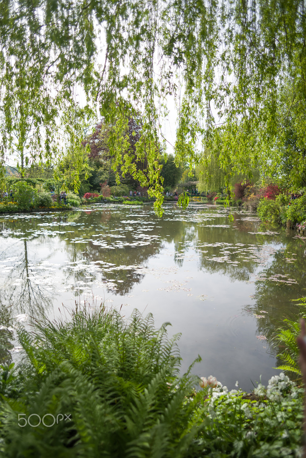 smc PENTAX-FA* 24mm F2 AL[IF] sample photo. Claude monet garden giverny france photography