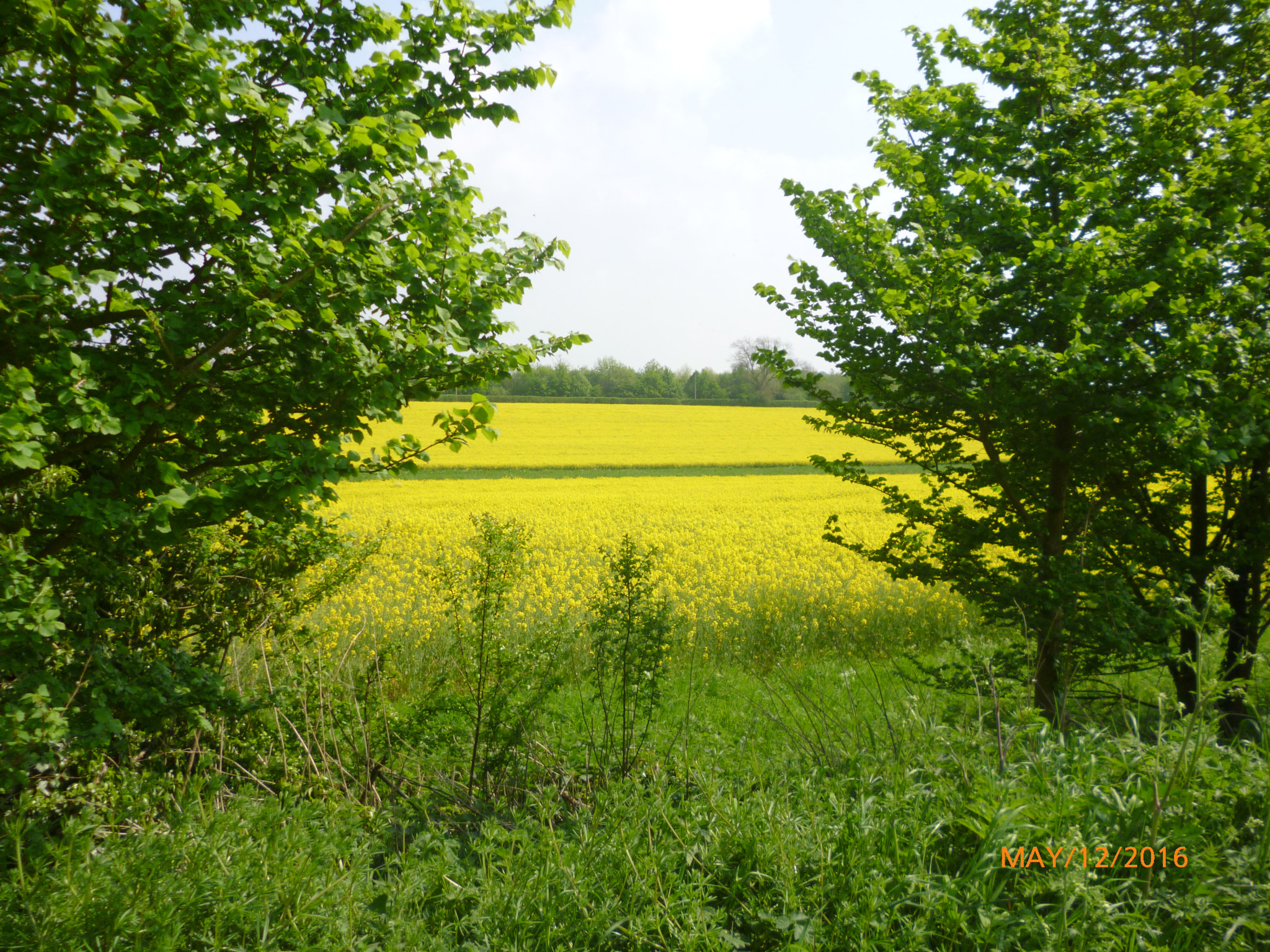 Panasonic DMC-FS18 sample photo. Oilseed rape field photography