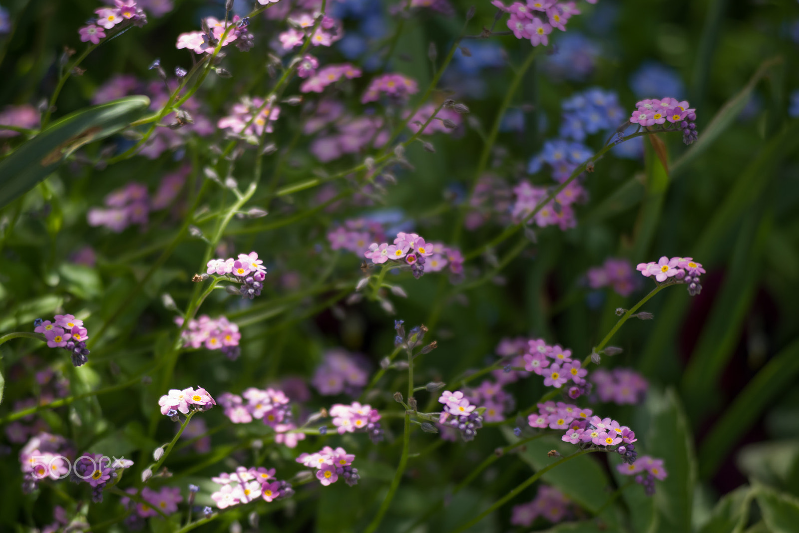 smc PENTAX-F 70-210mm F4-5.6 sample photo. Claude monet garden giverny france photography