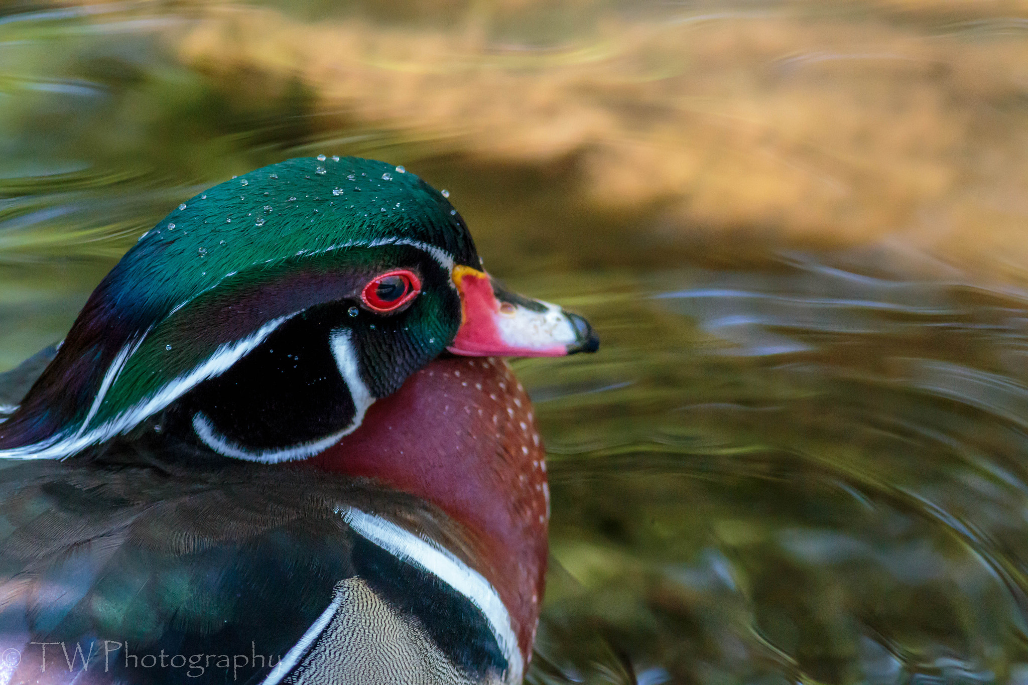 Canon EOS 70D + Canon EF 400mm F5.6L USM sample photo. Floating wood duck photography